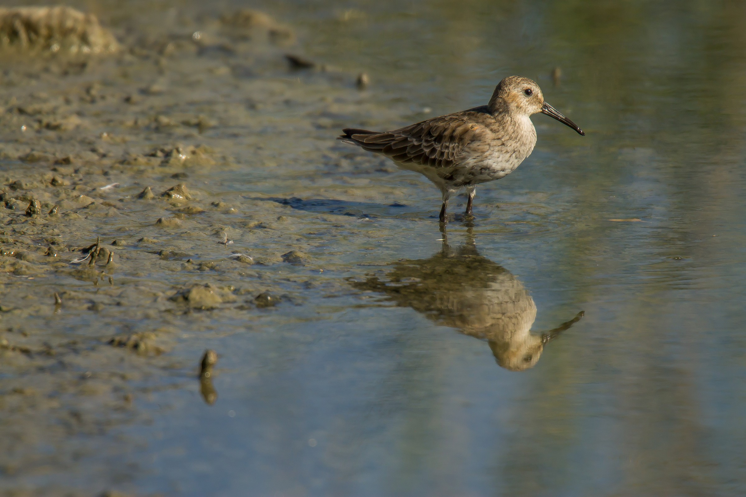 Sandpiper black belly