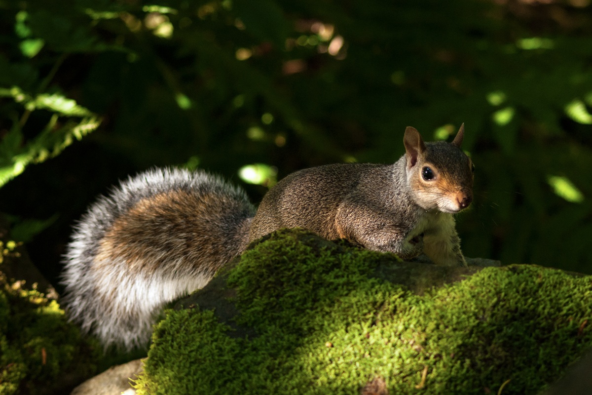 Sciurus carolinensis