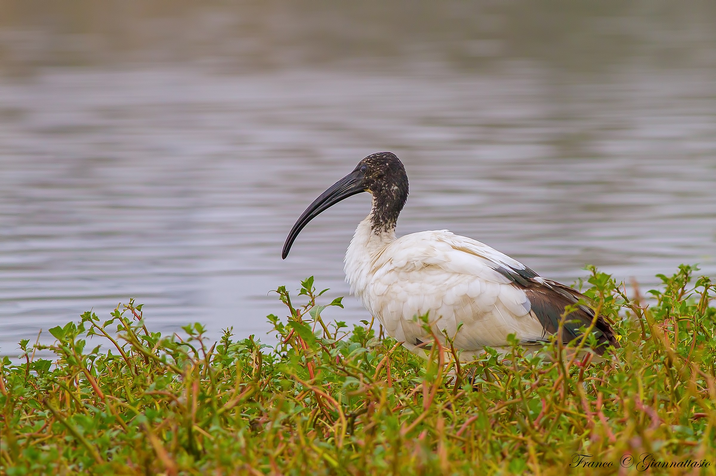 Sacred Ibis Egyptian.