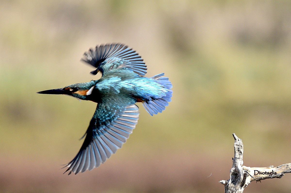 Il pescatore vola a pescare