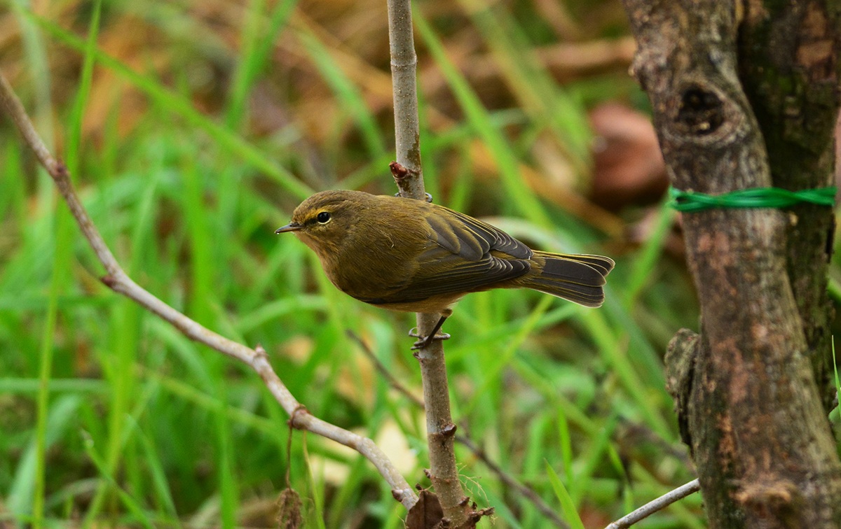 luì piccolo e la goccia al naso