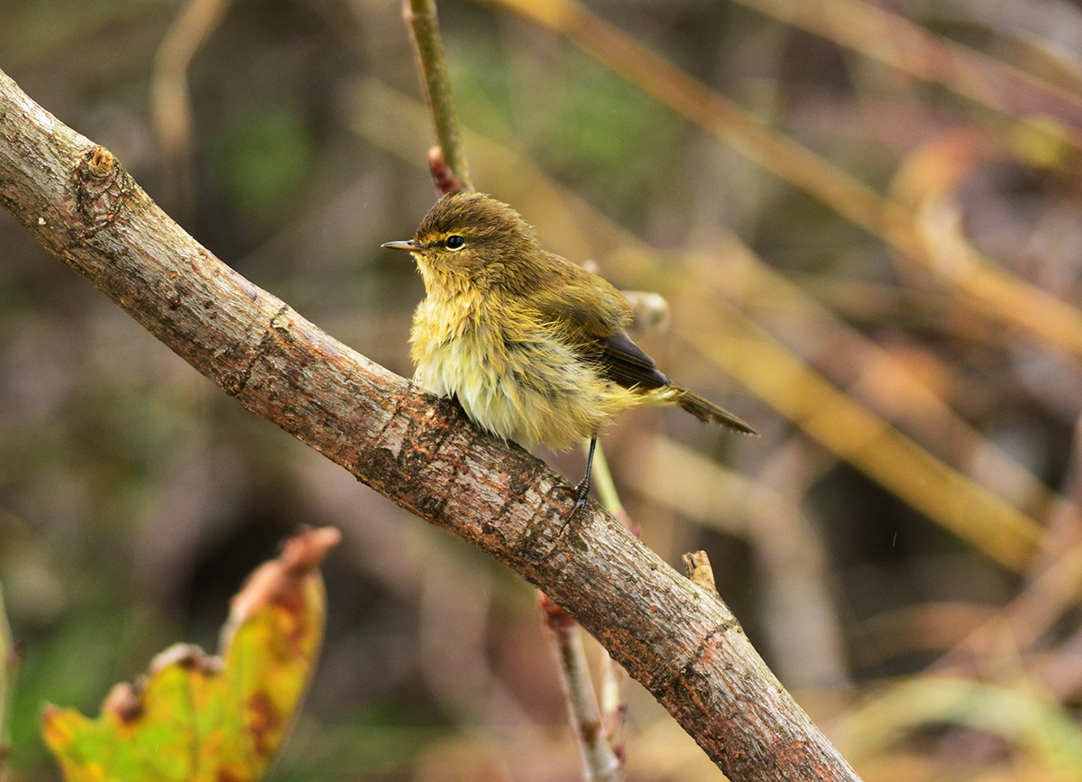 luì piccolo bal bagno termale