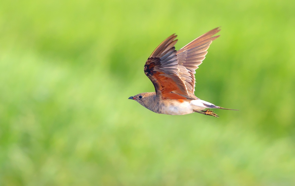collared pratincole