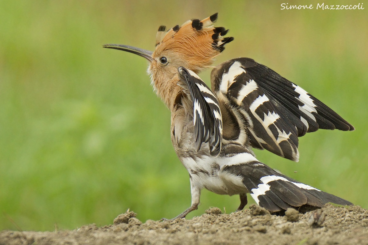 Hoopoe taking off