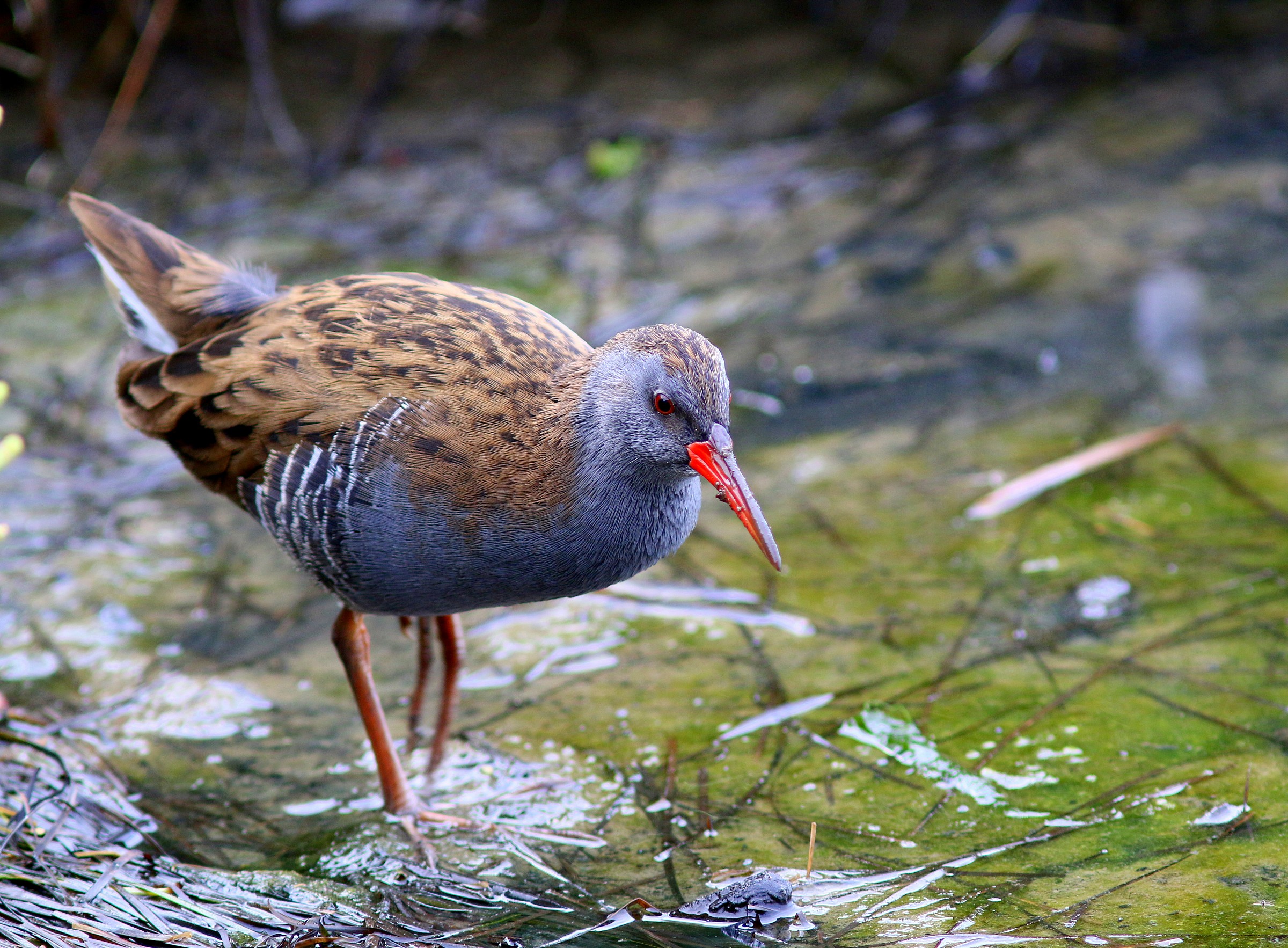 The Water Rail