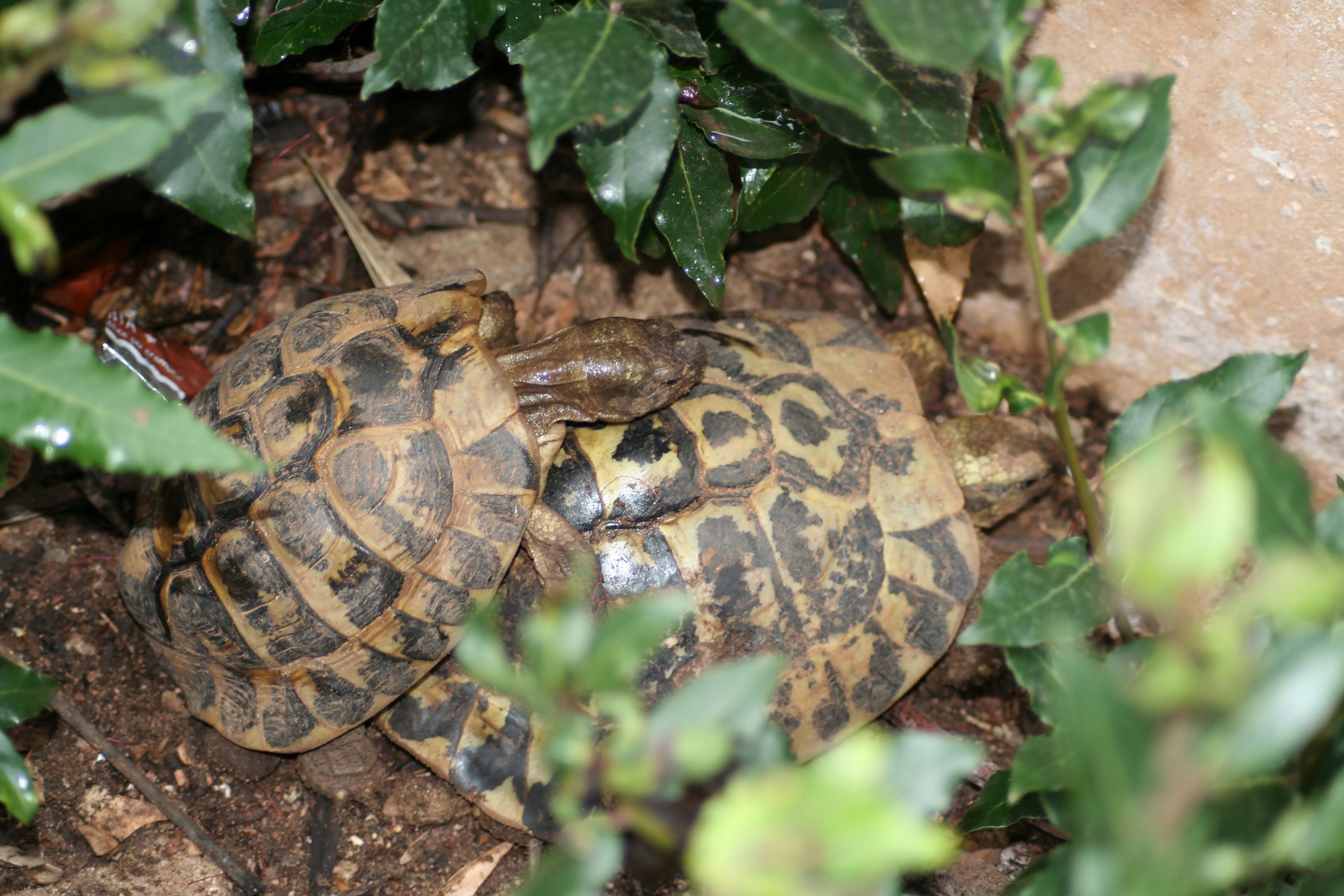 the mating season deggli