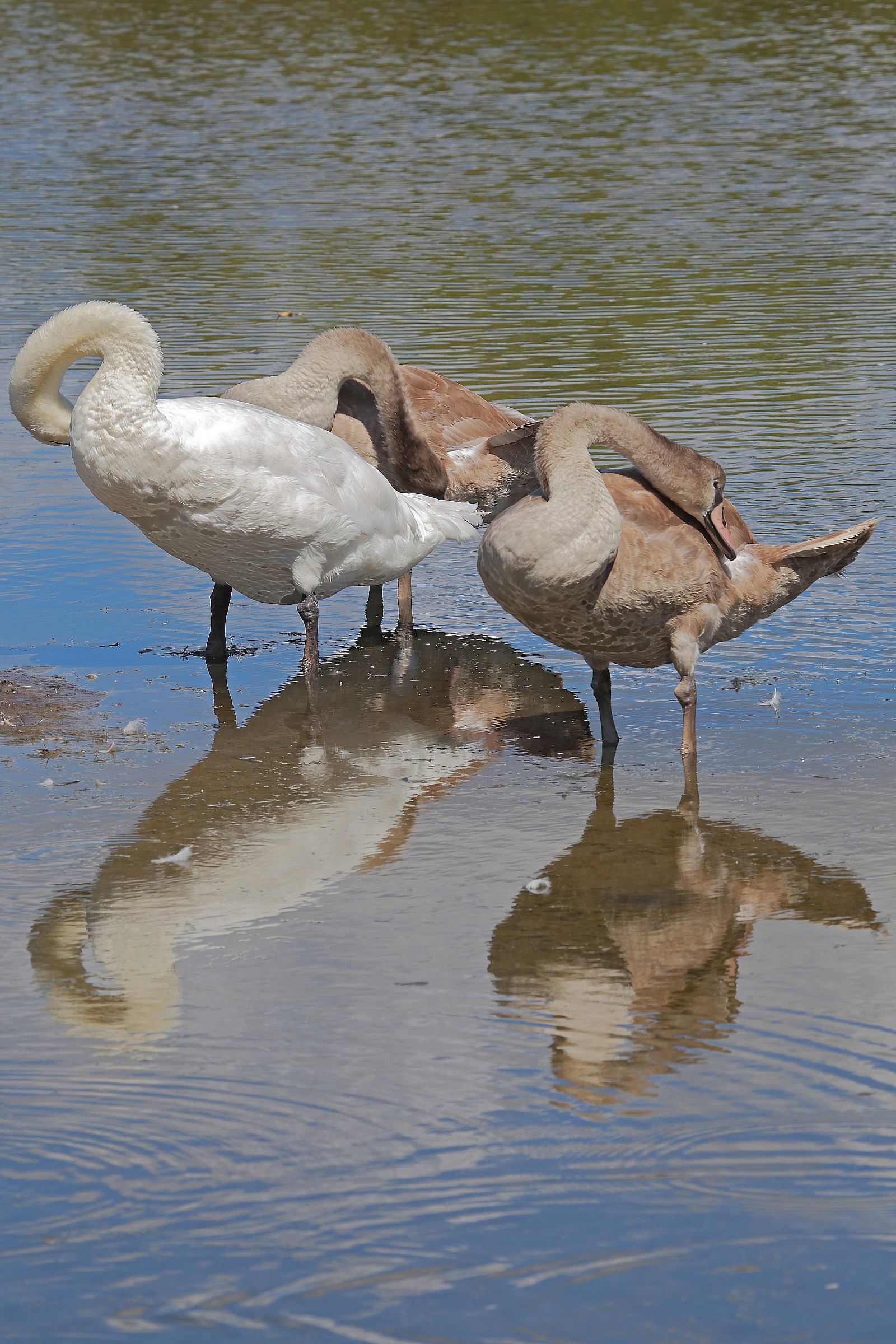 Famiglia di Cigni reali -Toletta generale