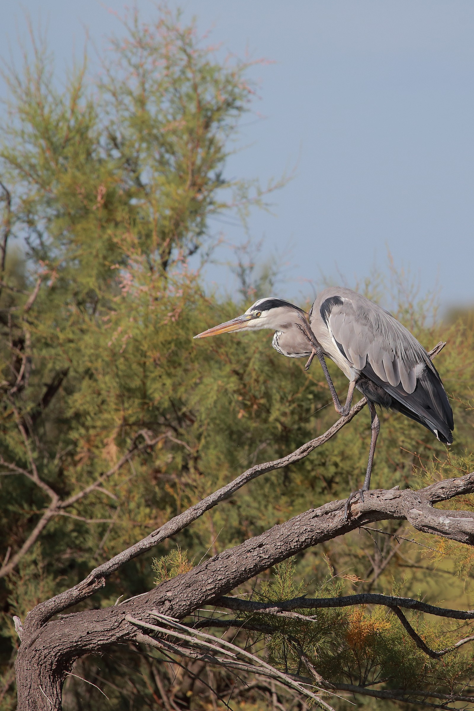 Airone cinerino - Camargue