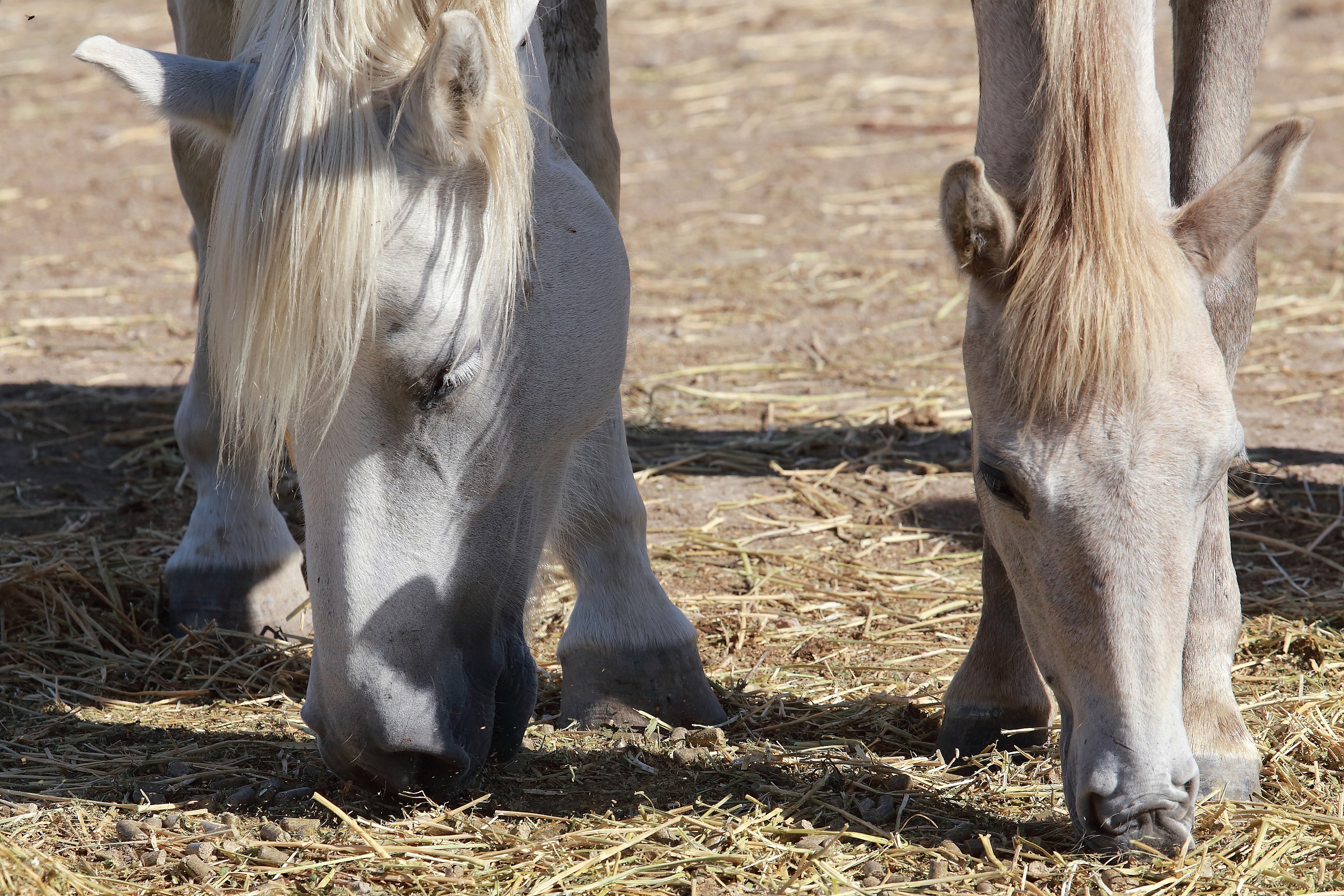 The horses of the Camargue