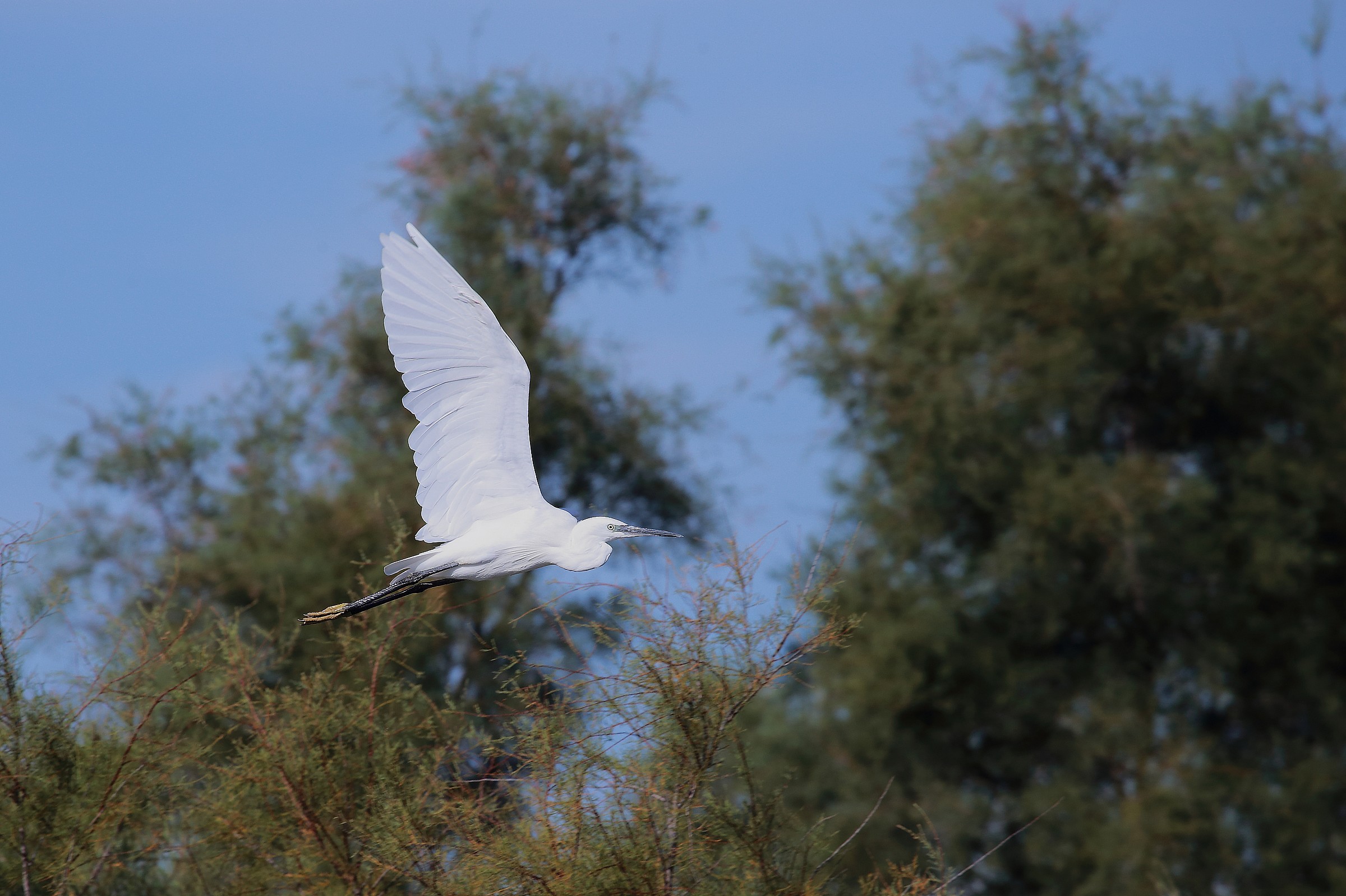 Garzetta in decollo - Camargue
