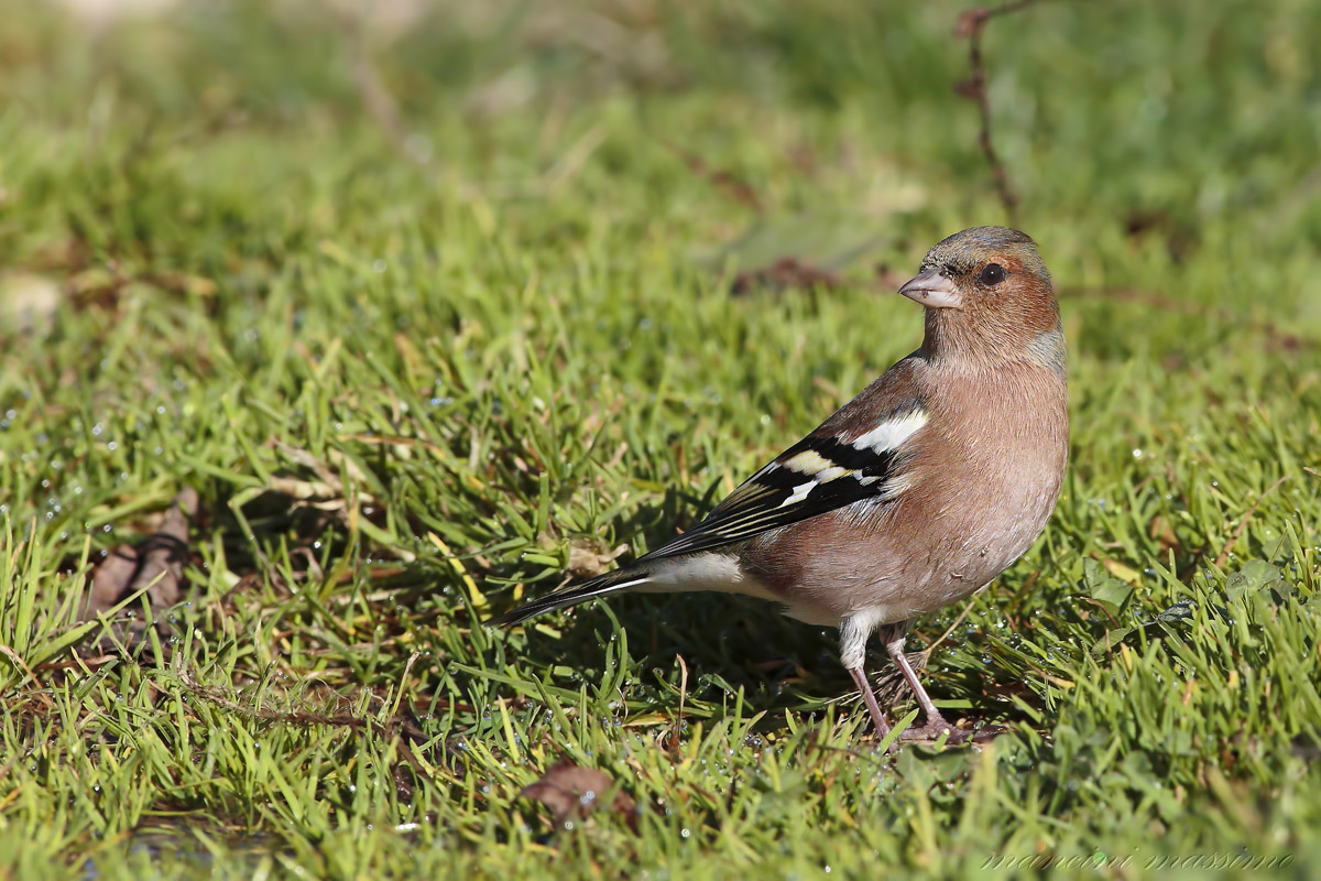 Fringuello M (Fringilla coelebs)