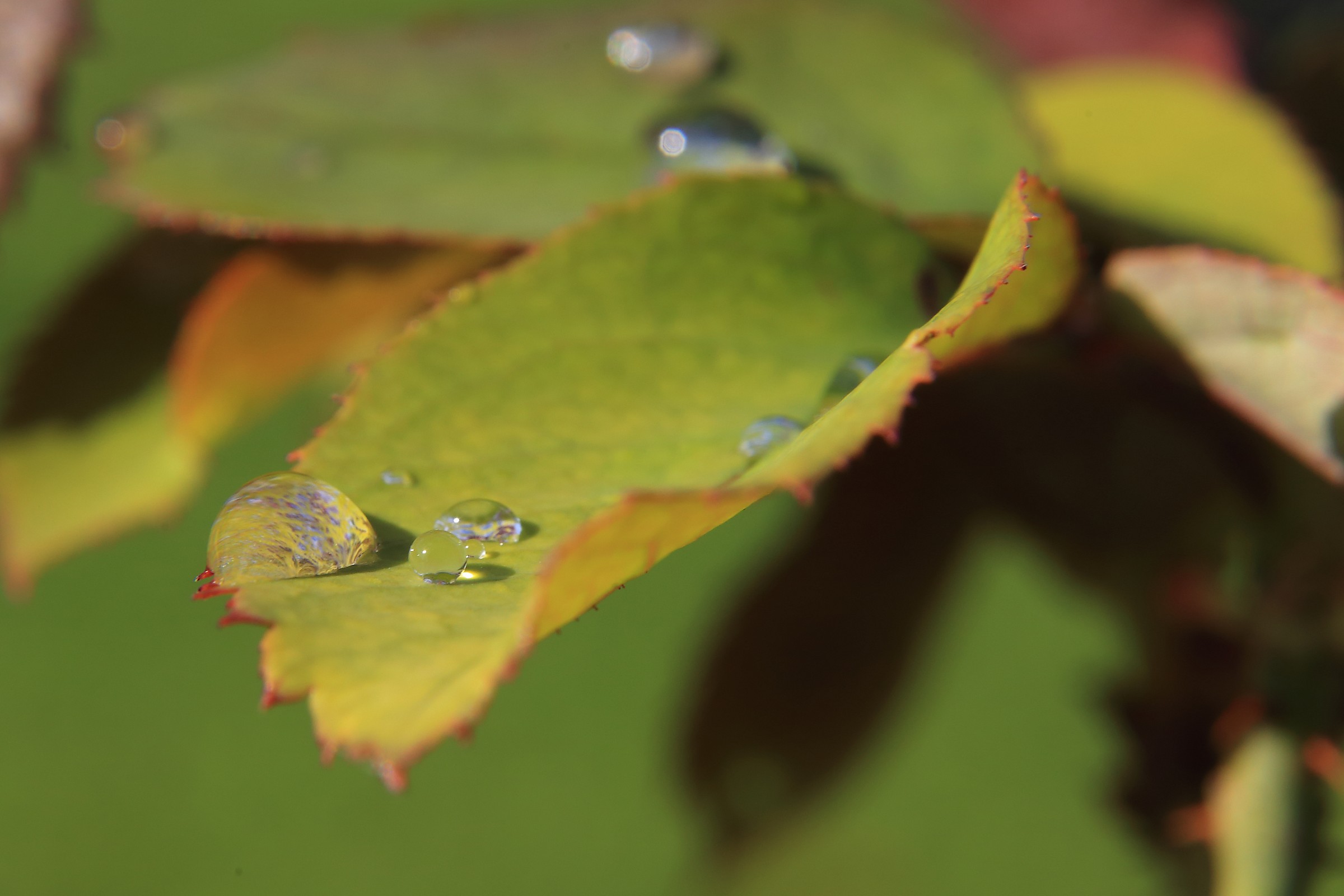 Dew drops