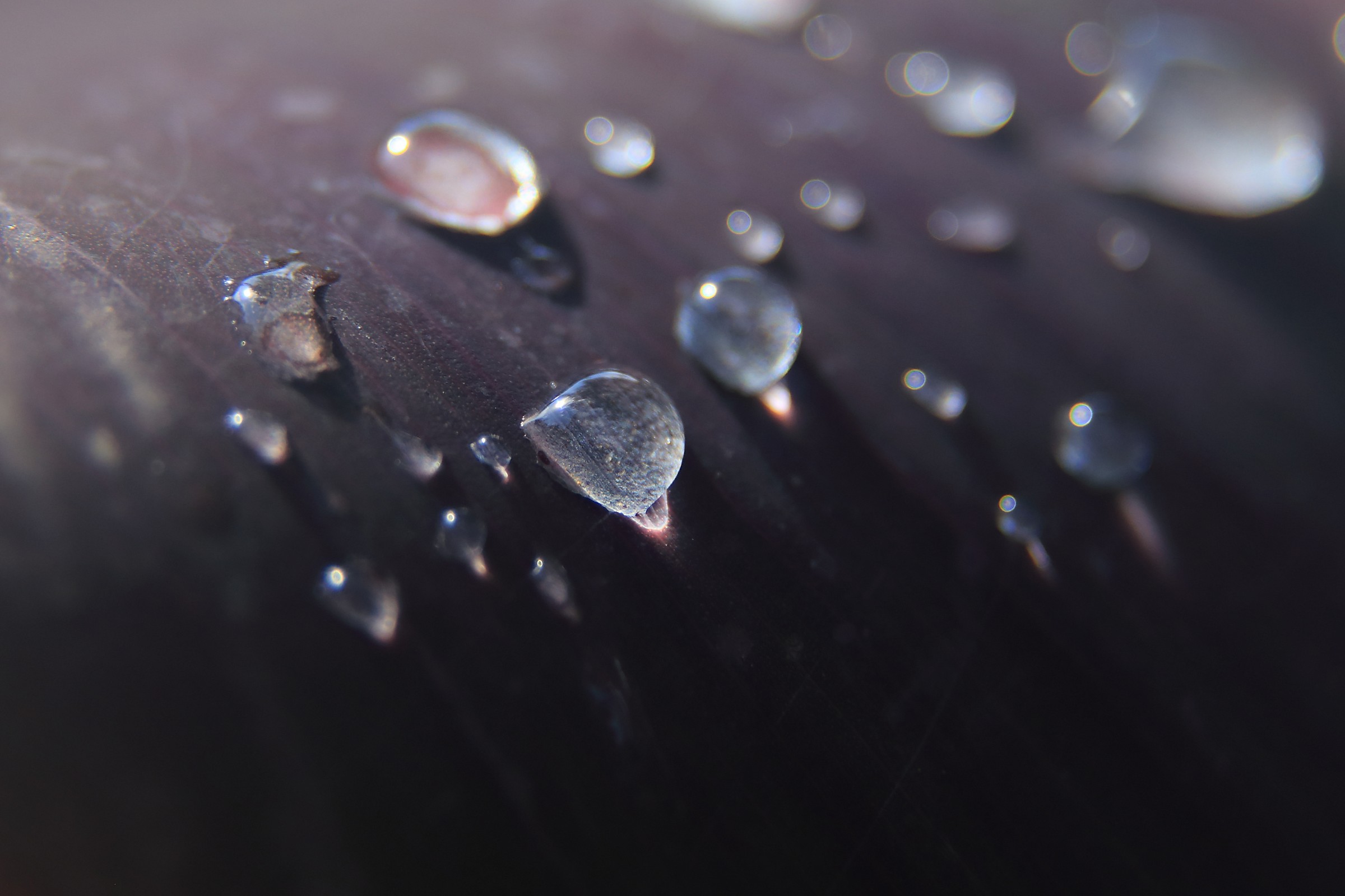 Dew drops