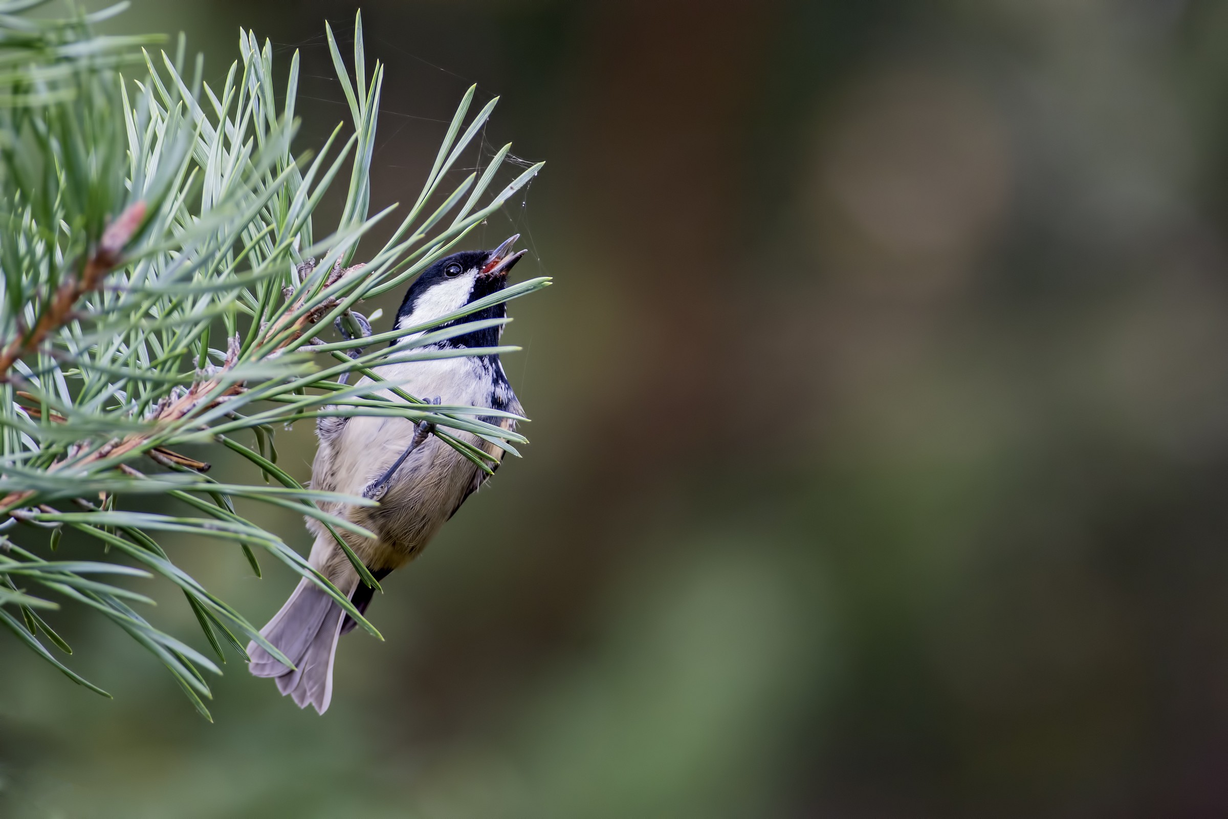 Cincia mora e ragnatela