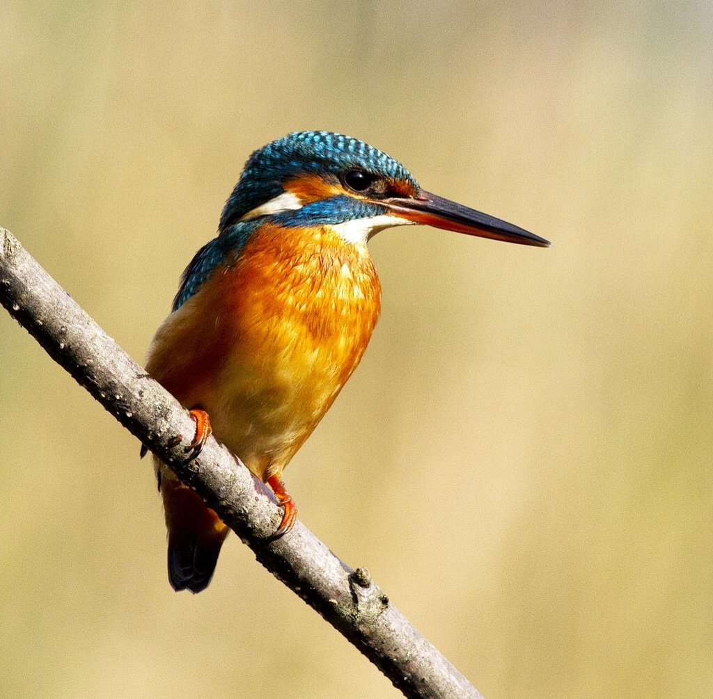 Martin Pescstore alcedo atthis