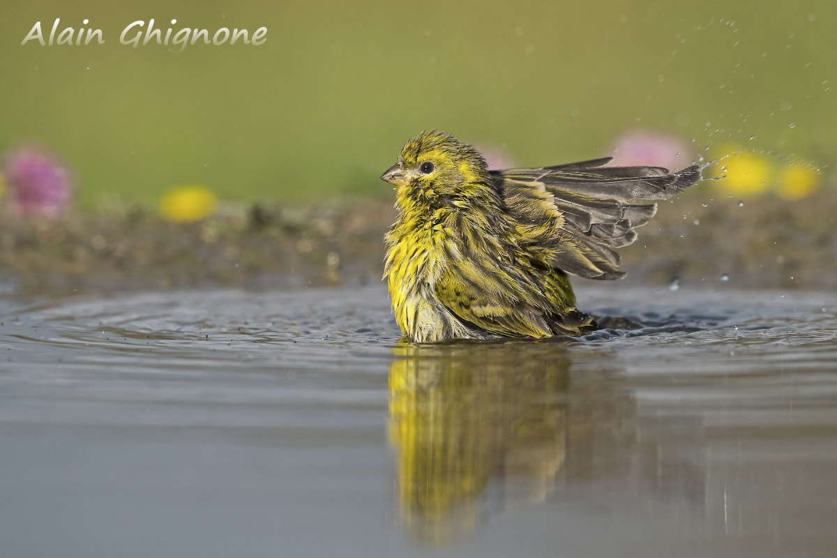 Serin in the water !!!