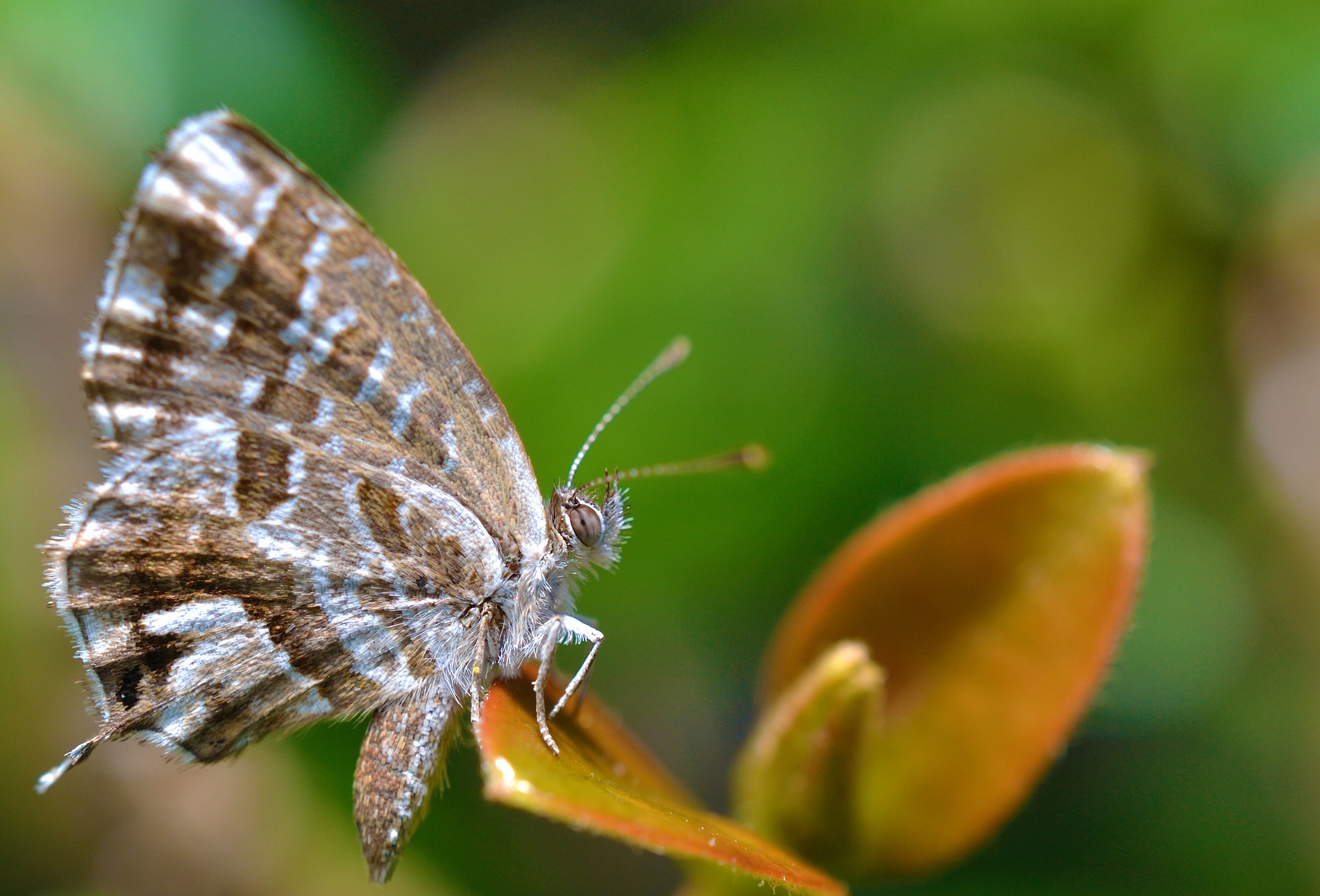 Sorreggersi su una foglia