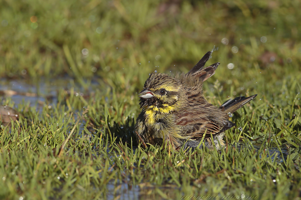 Zicolo nero M(Emberiza cirlus)