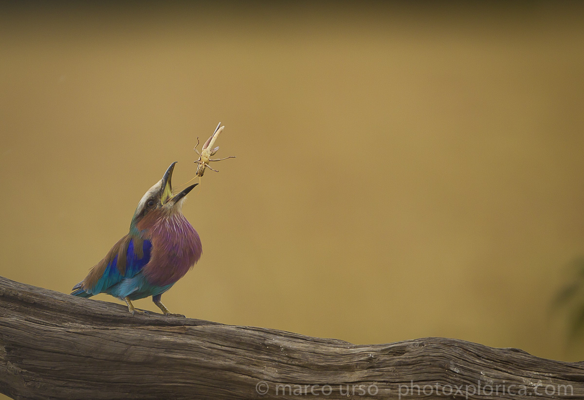 African Lilac-breasted Roller - Coraciidae - Masai Mara