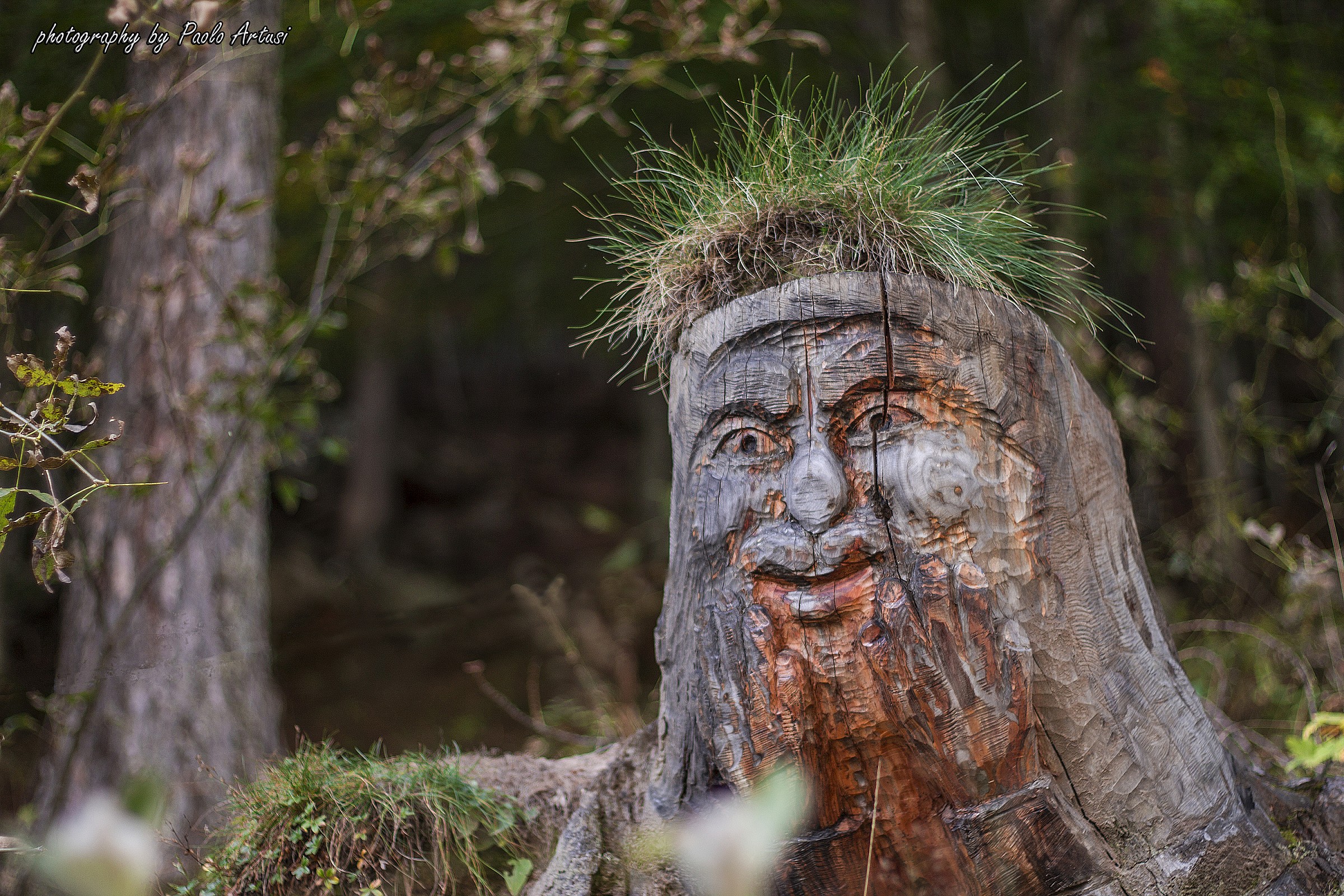 In the enchanted forest.