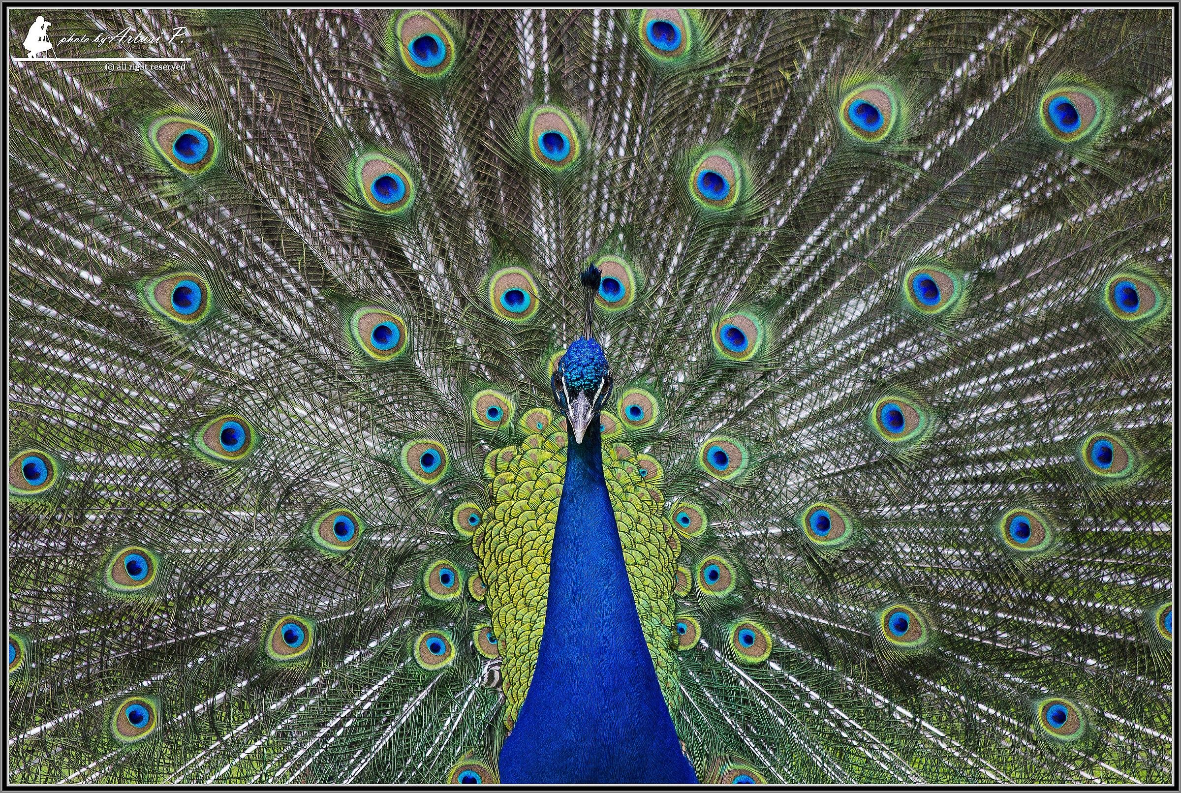 ... The wheel of fortune.