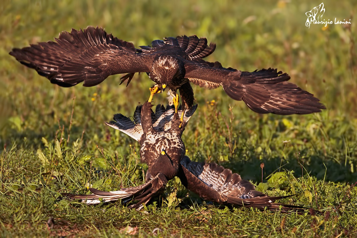 Aggressività tra poiane