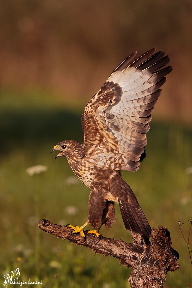 Atteggiamento di minaccia