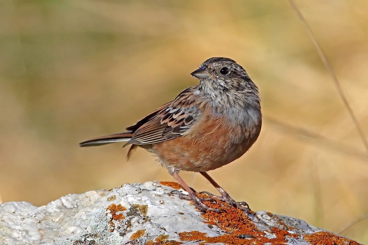 Rock Bunting at sunrise