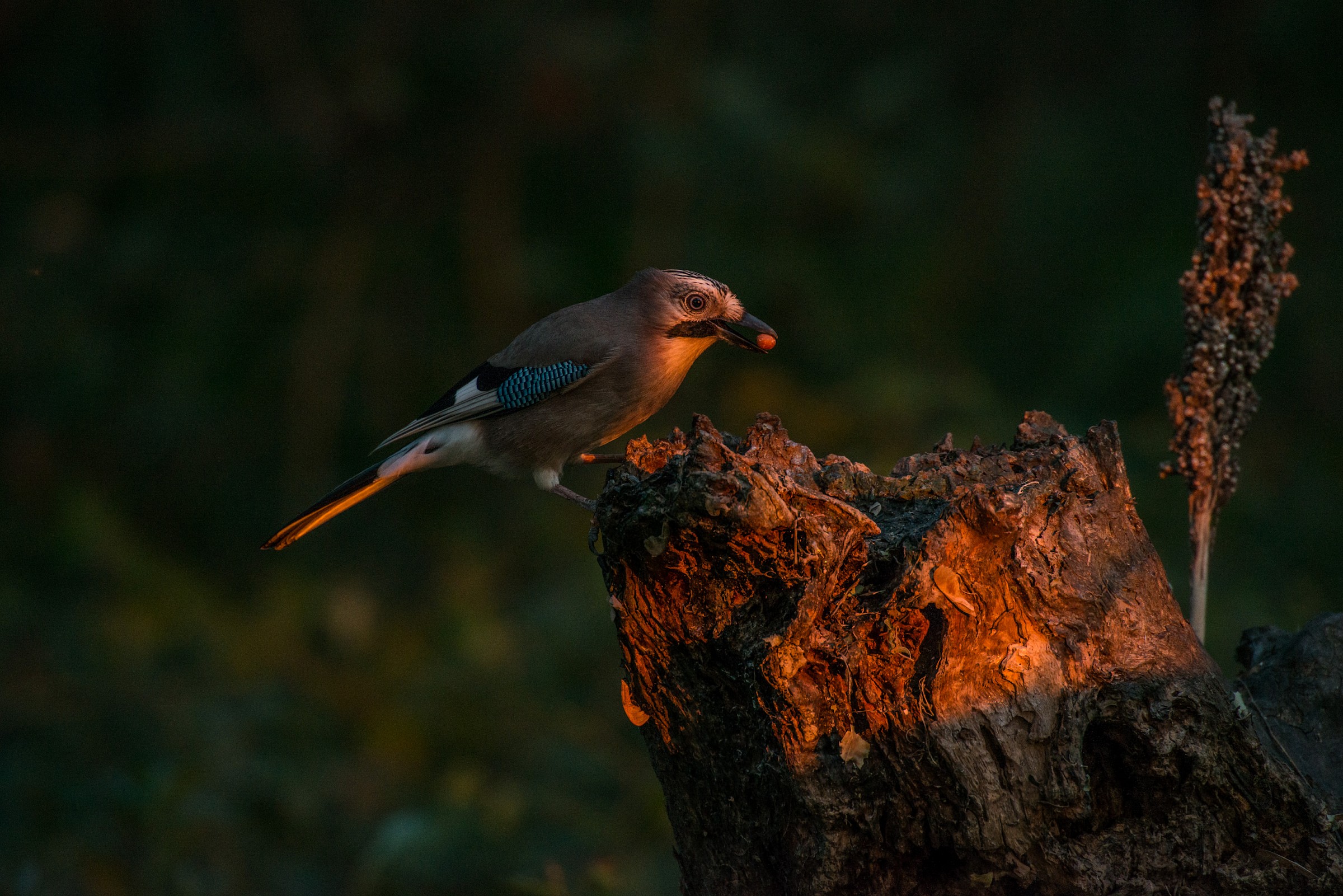 Sera..ultimi sunbeams