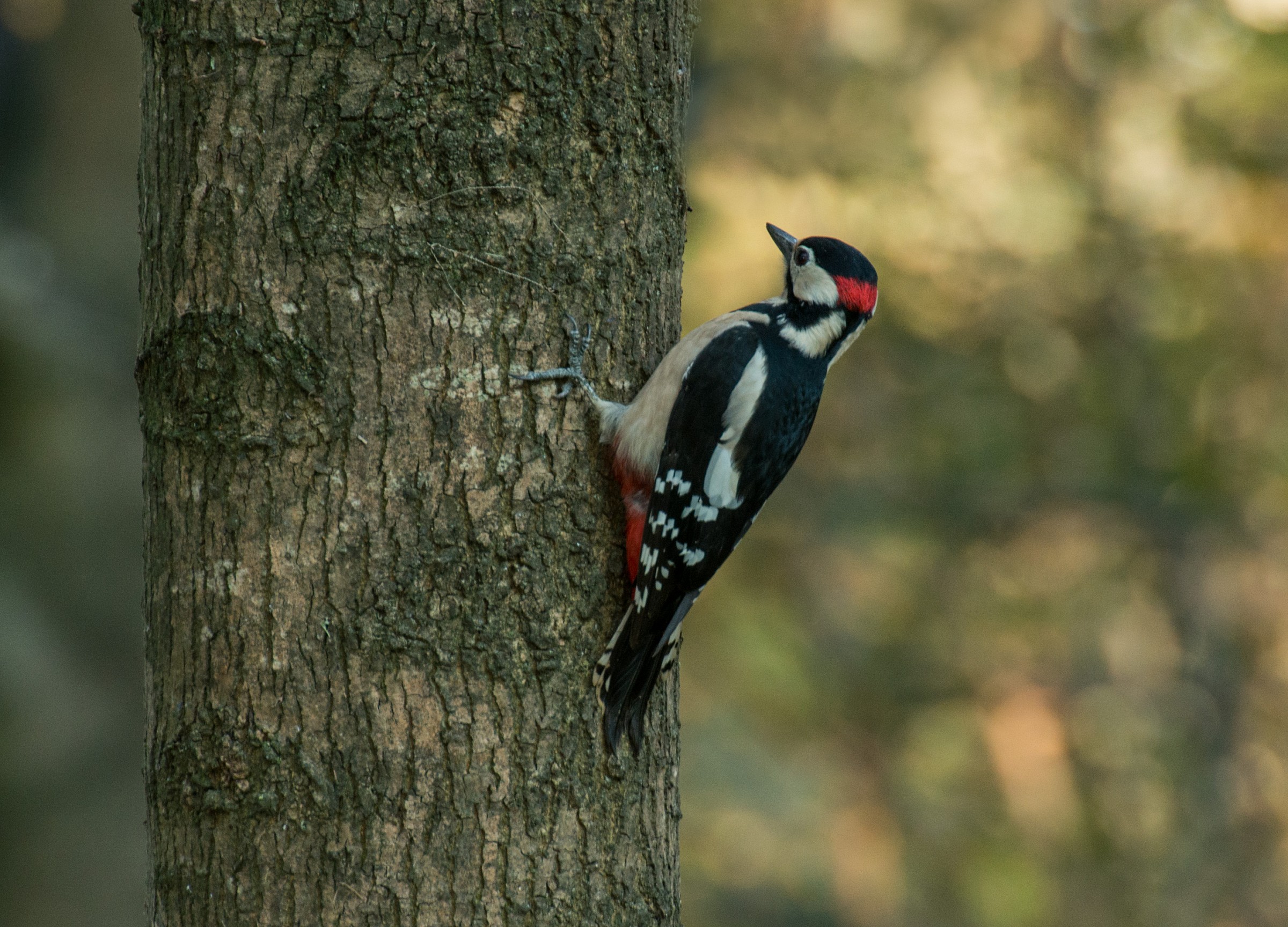 Woodpecker male