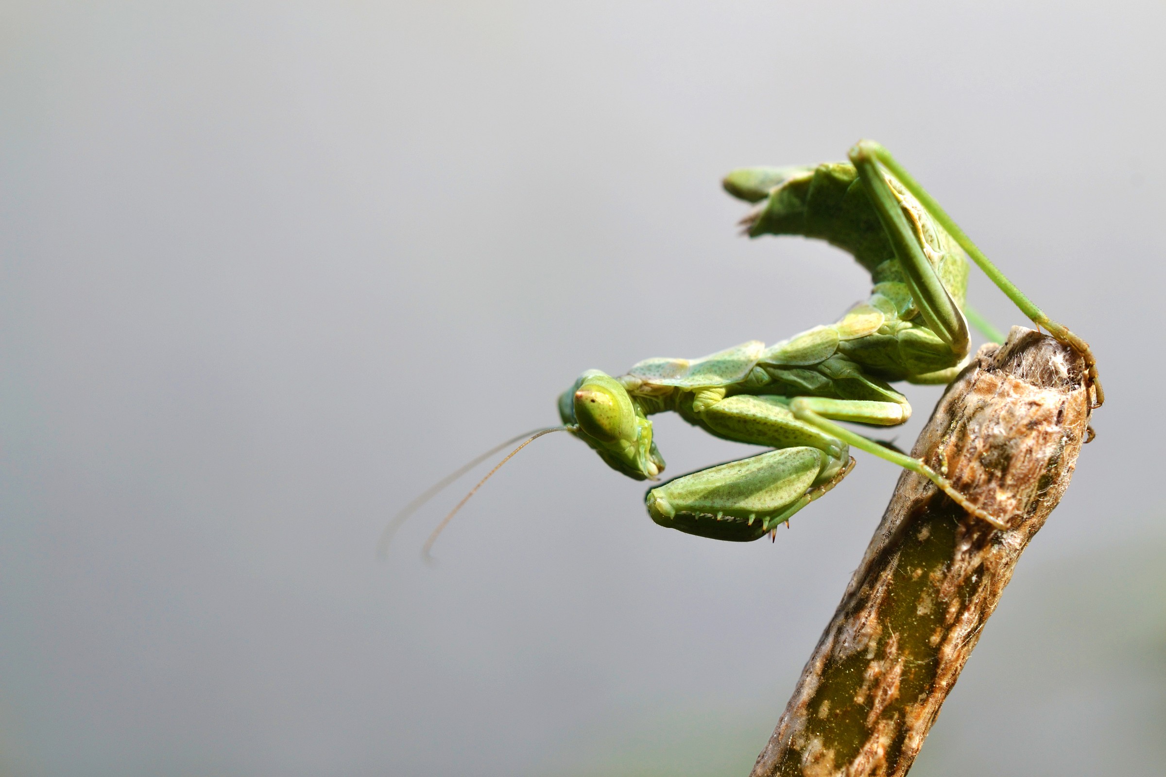 Mantide equilibrista