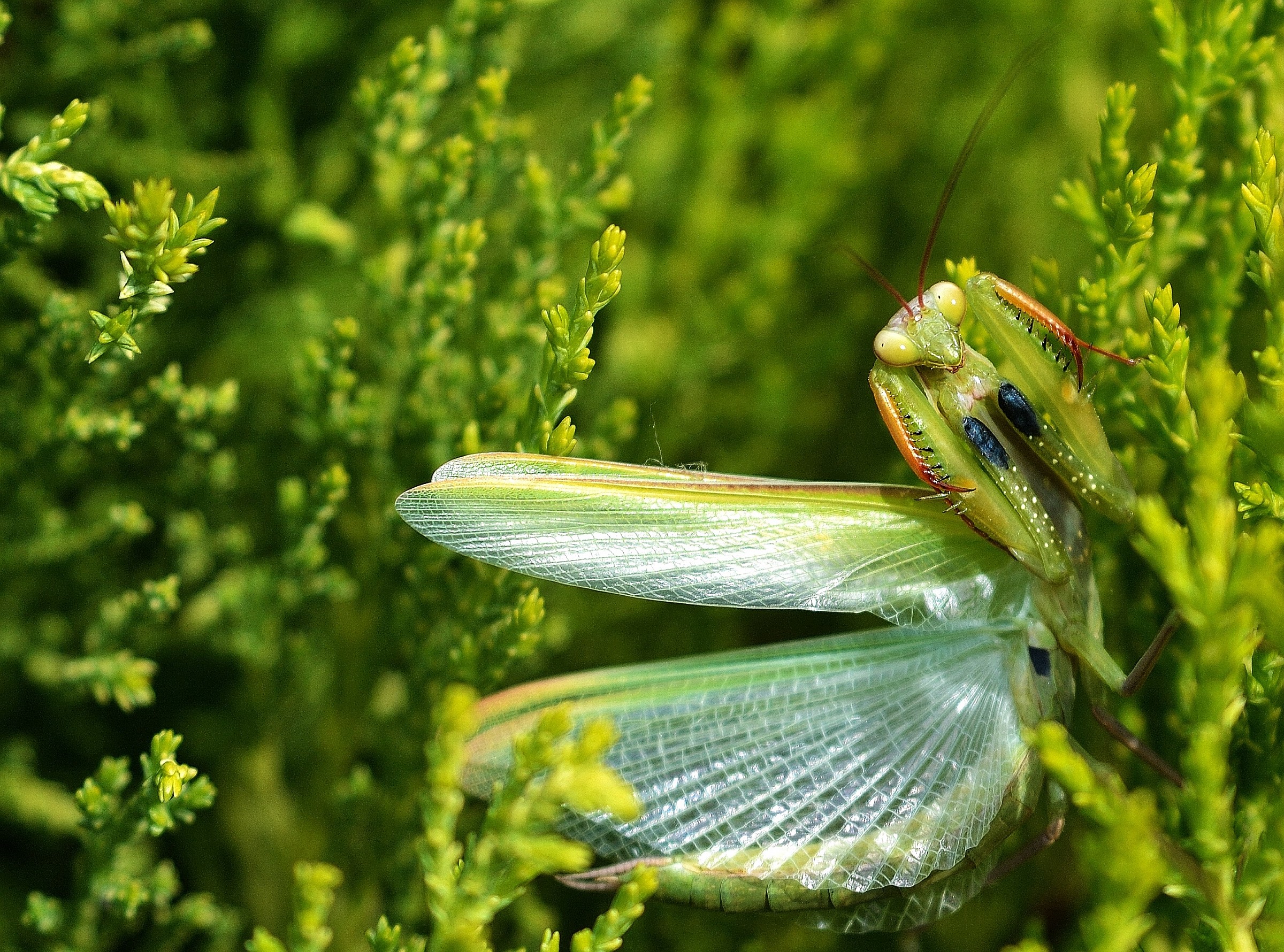Nervosismo entomologico