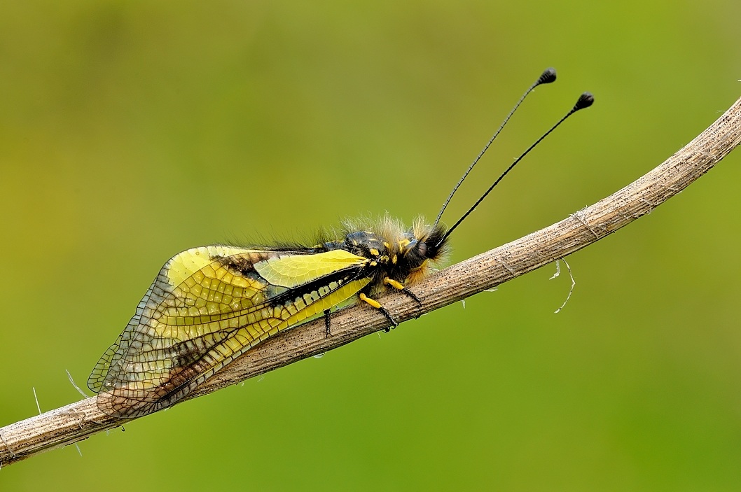 Libelloides coccaius