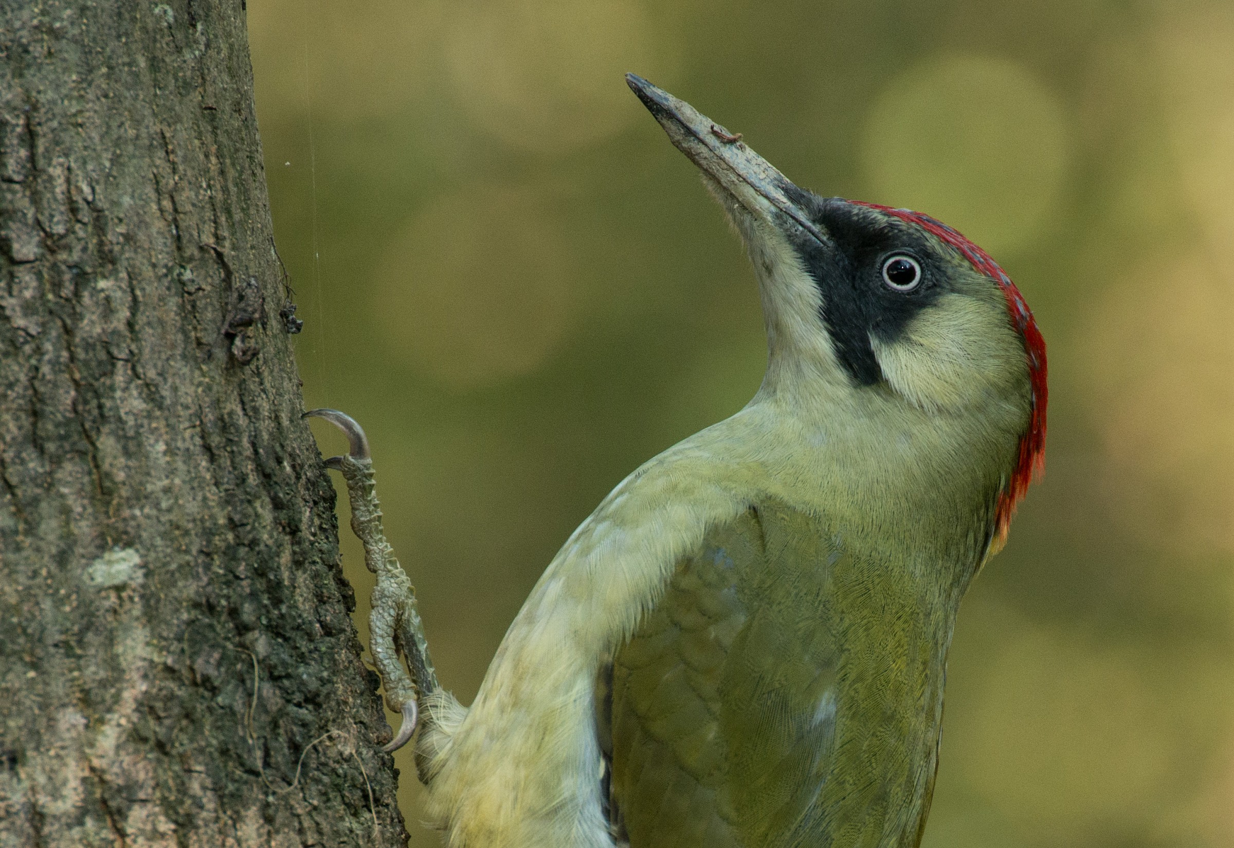 Portrait green friend