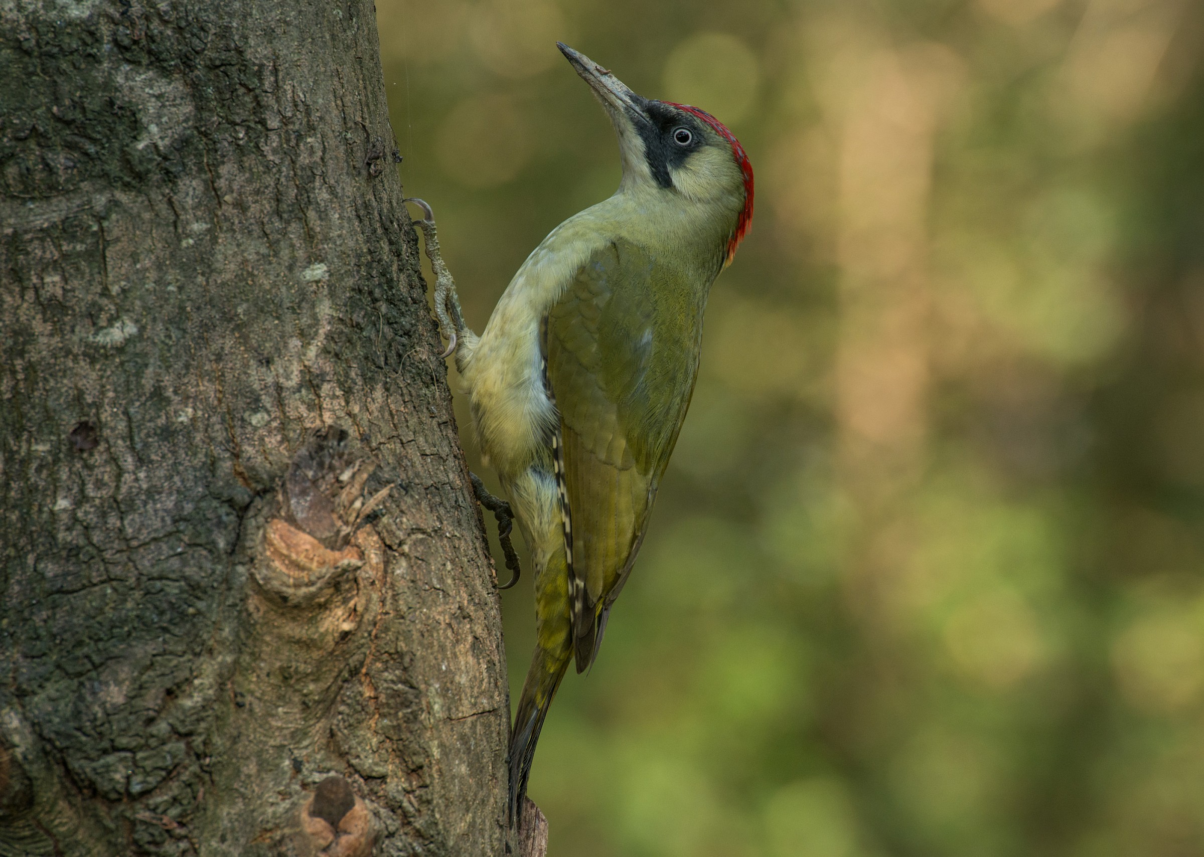 Green Woodpecker