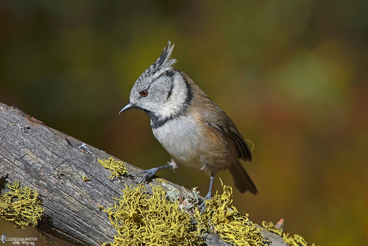 Cincia dal Ciuffo autunnale