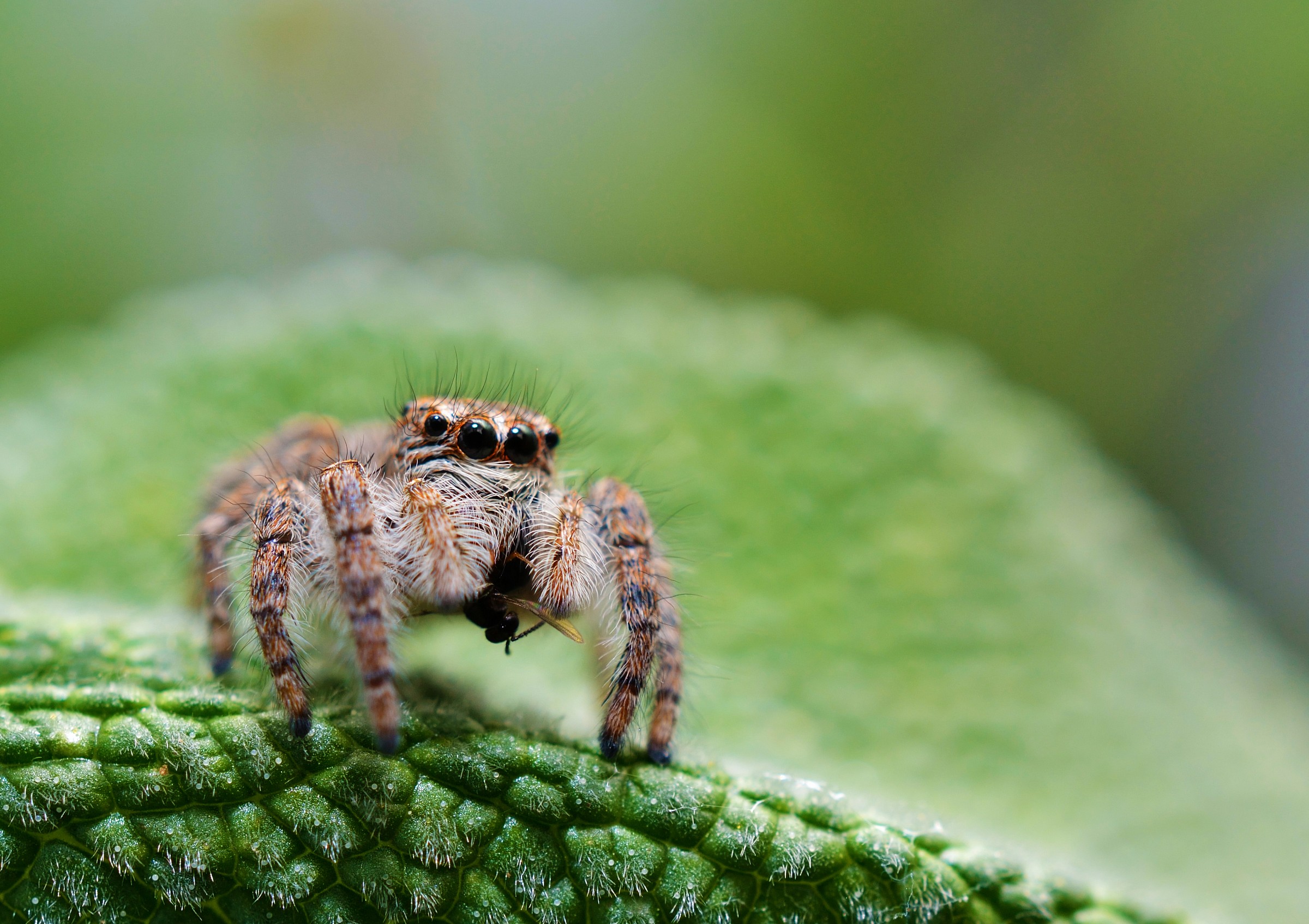 Il pranzo è servito
