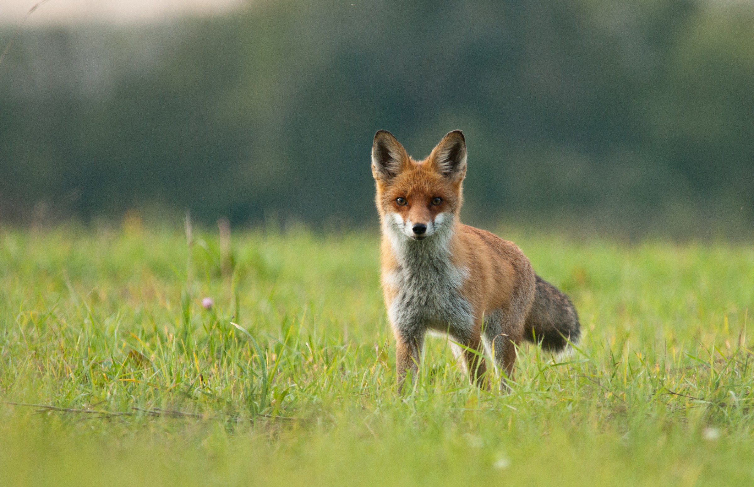 Red Fox