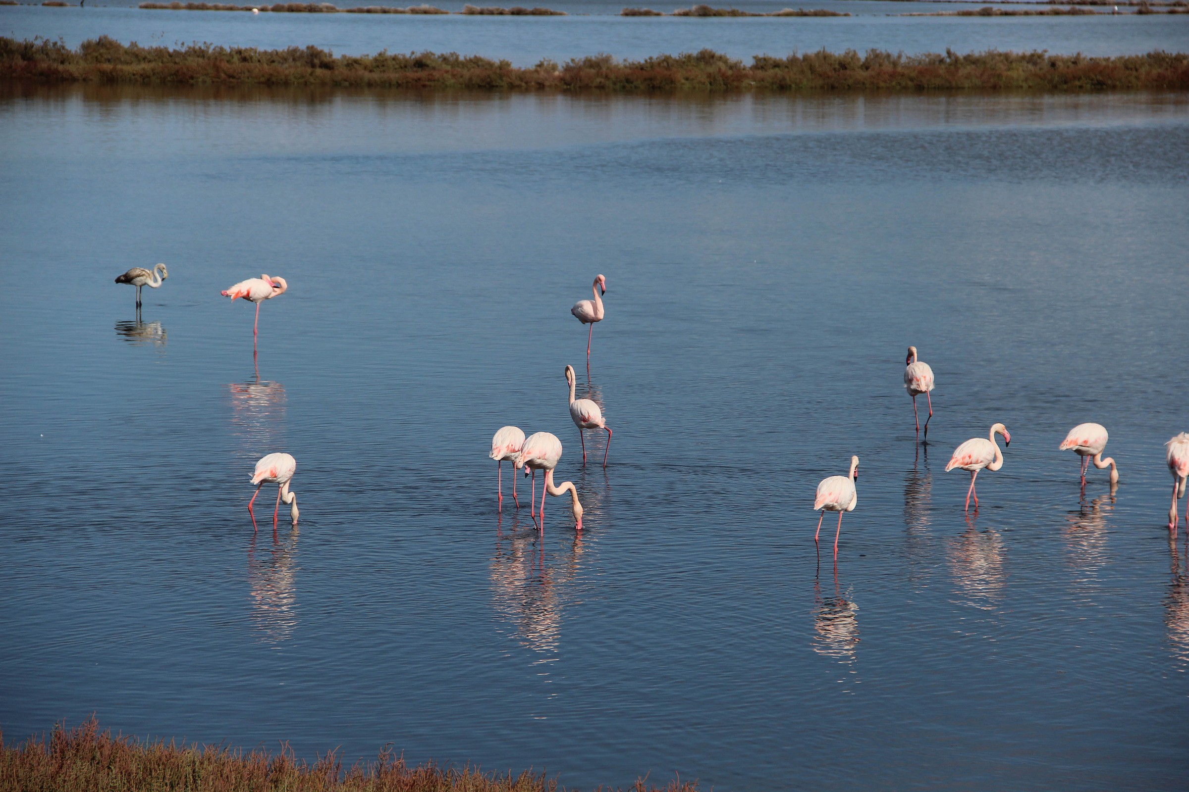 Flamingos