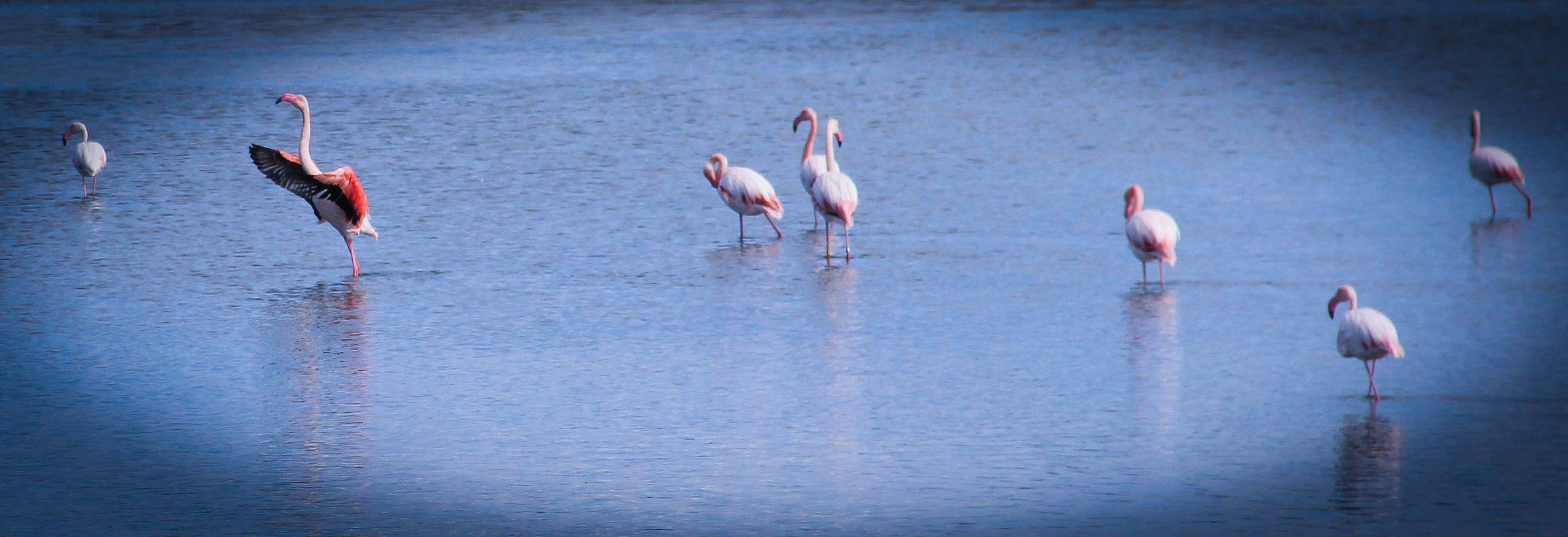Flamingos..due