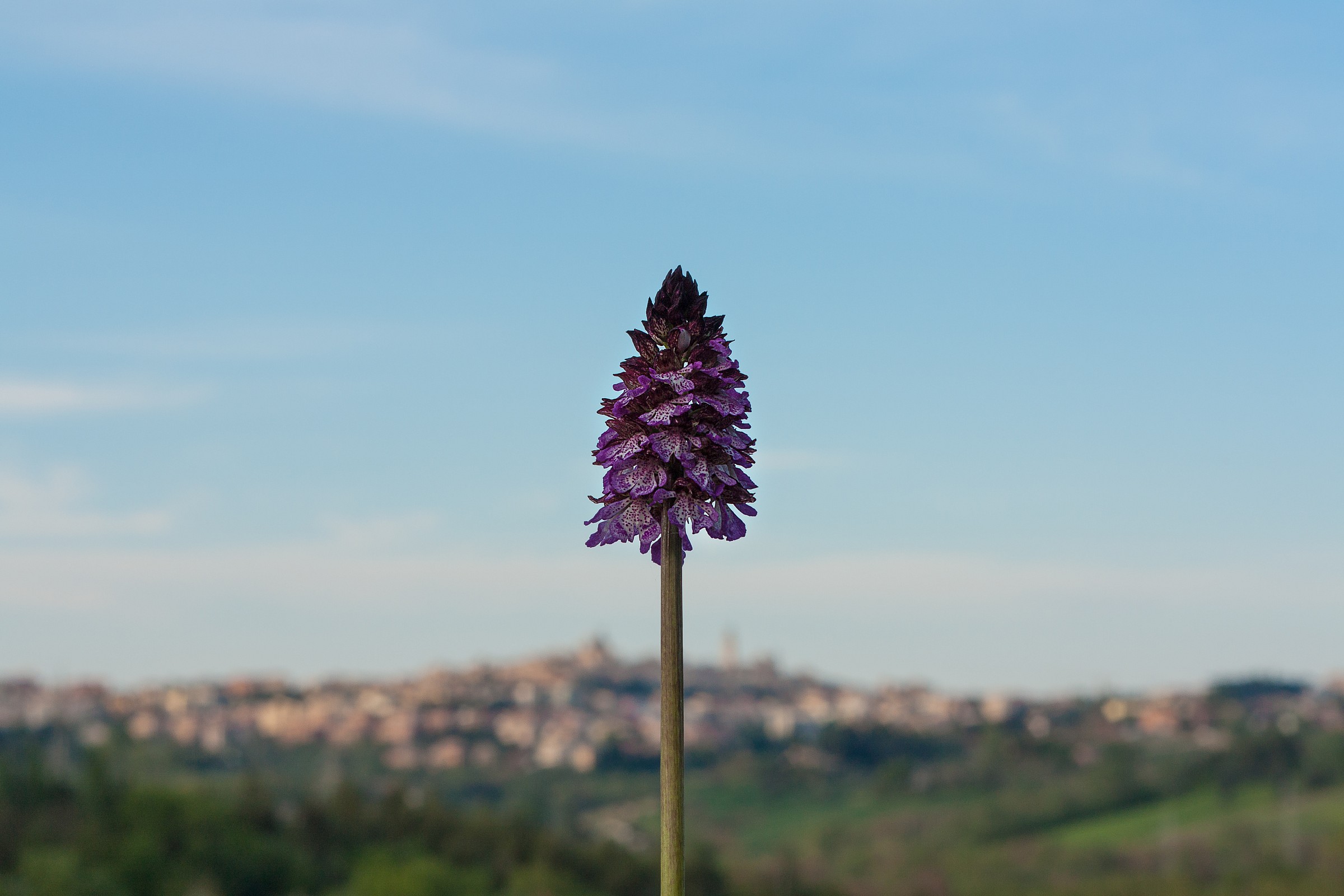 Orchis purpurea