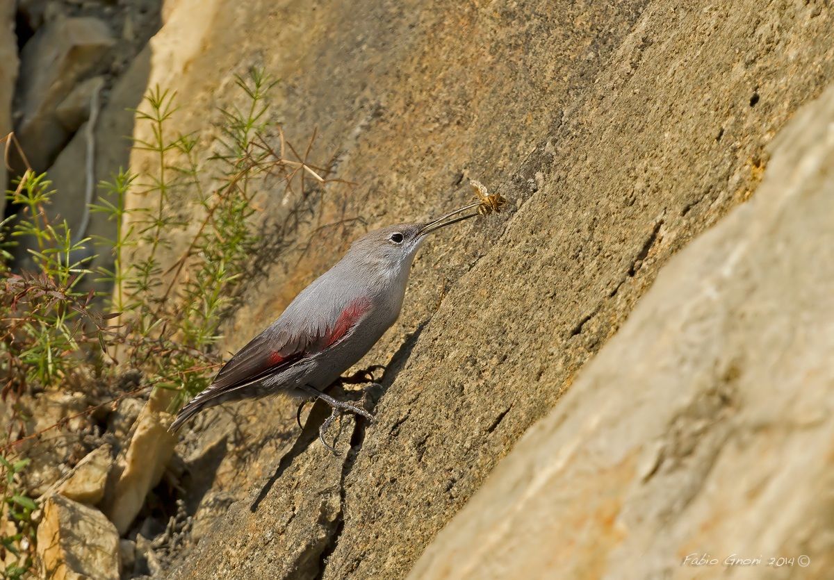 Picchio muraiolo, la fine del Fuco