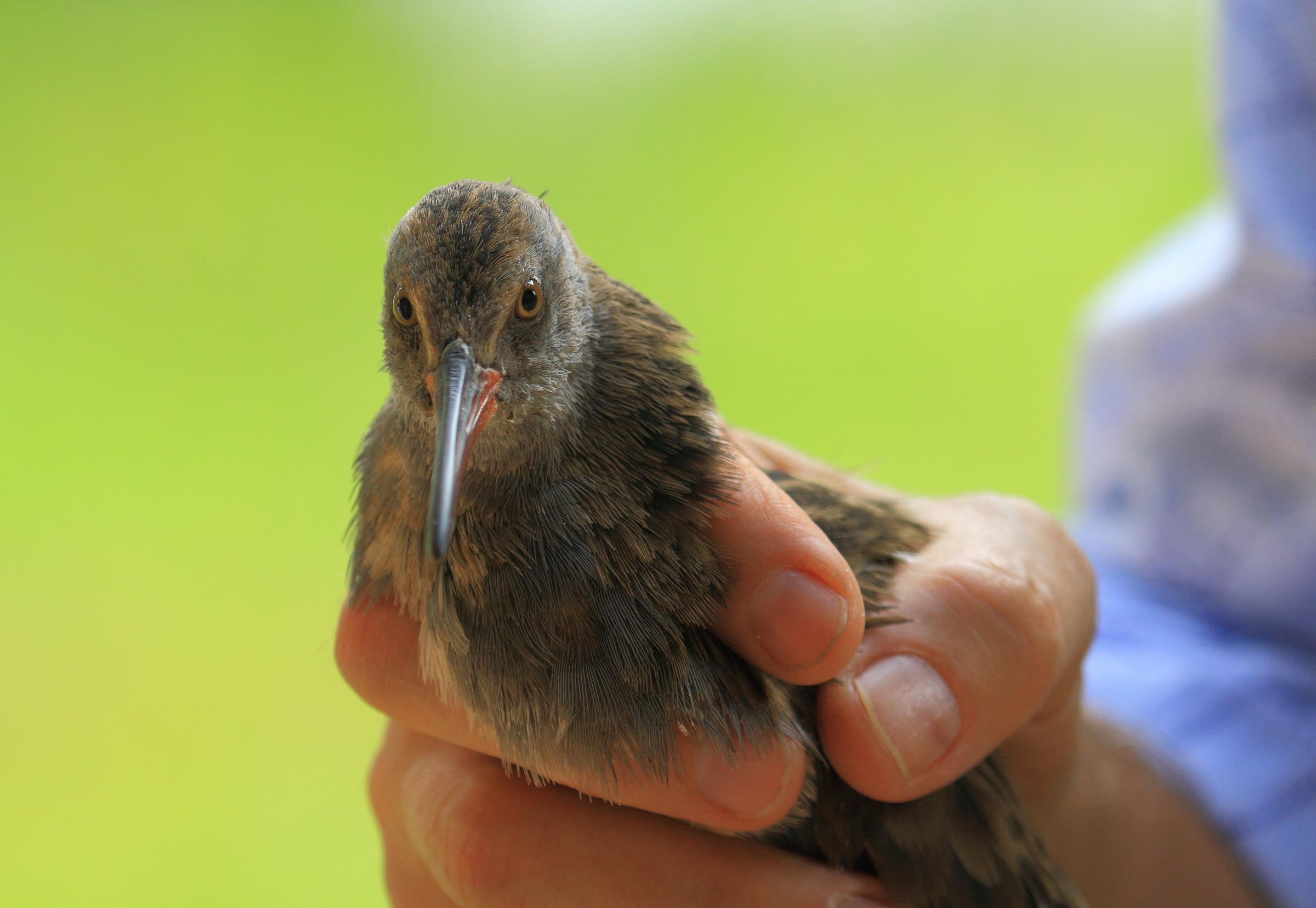 rilascio di porciglione
