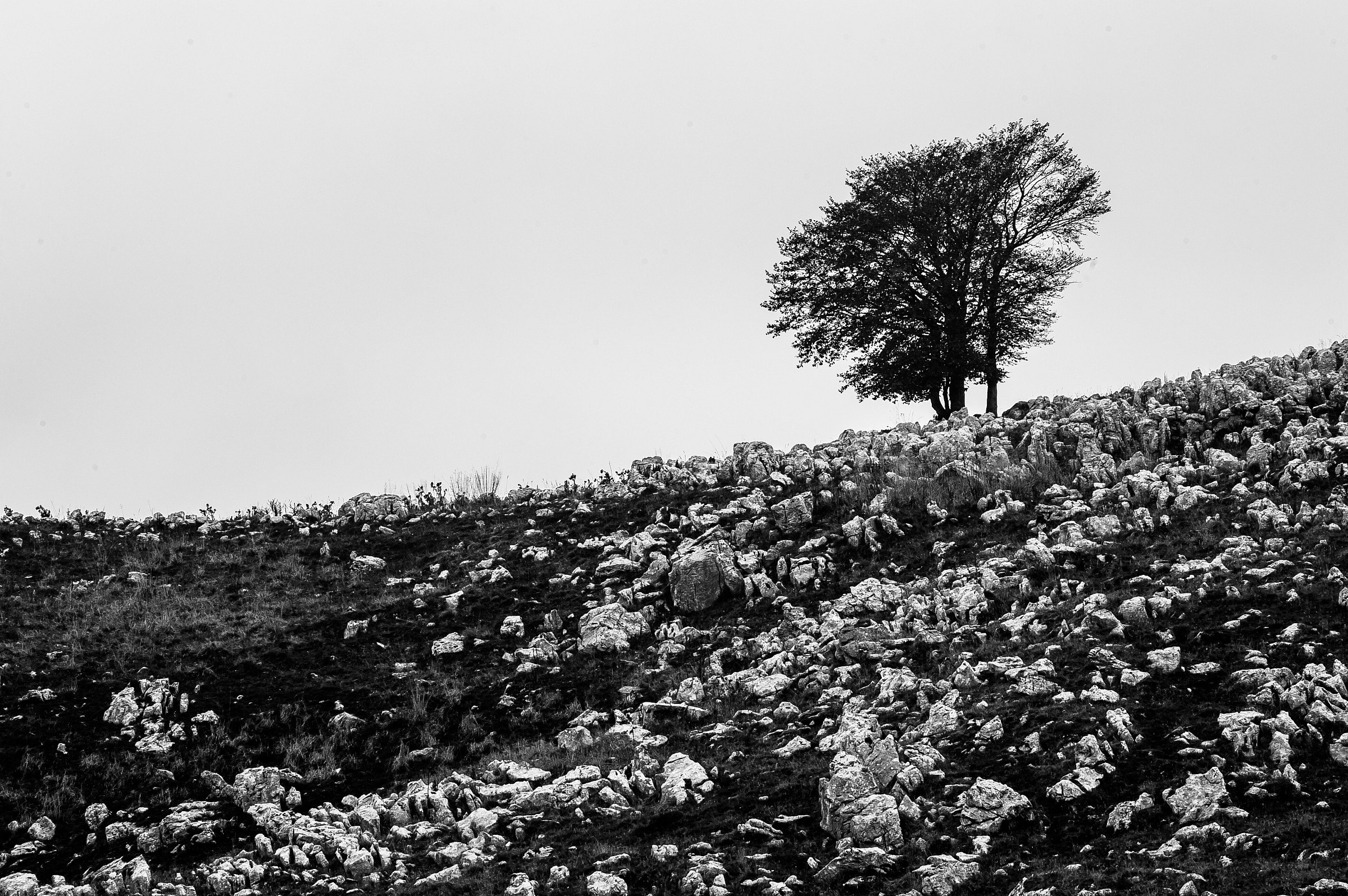 .... Sad and lonely tree ....