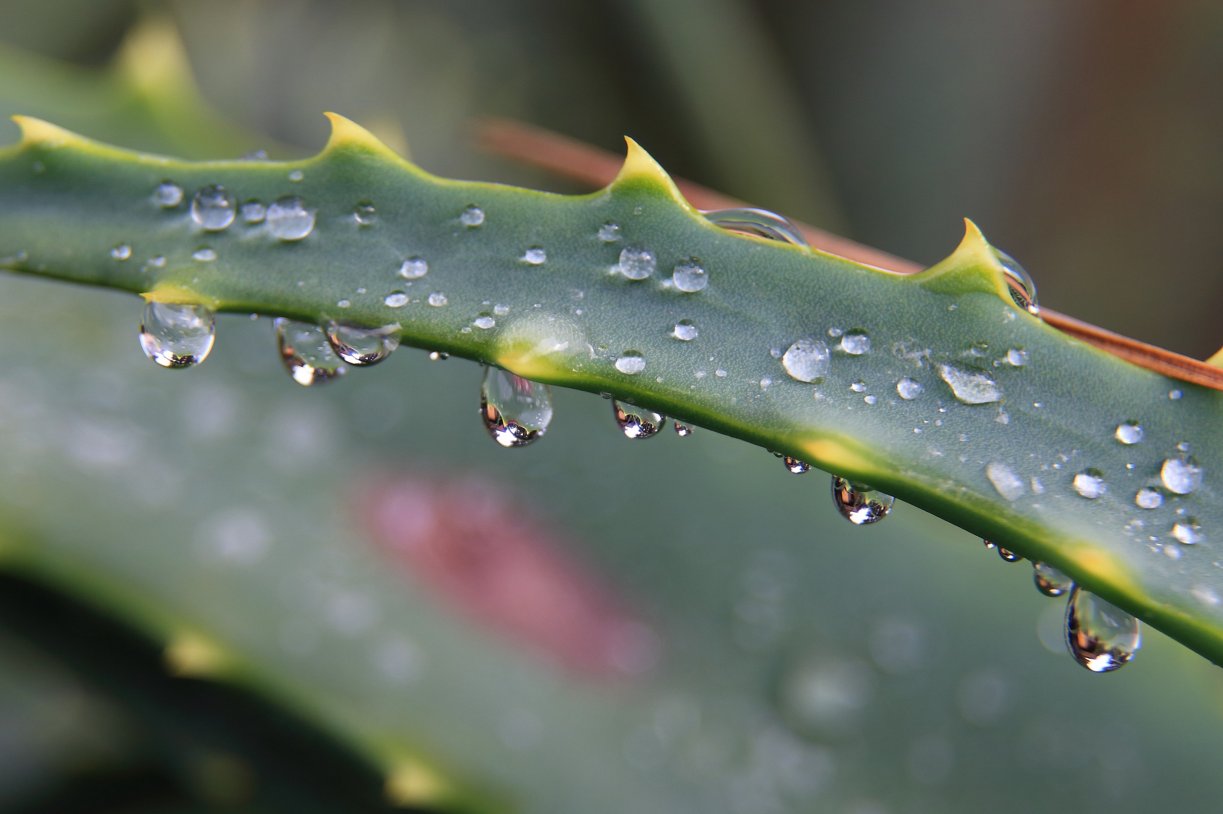 Morning dew drops