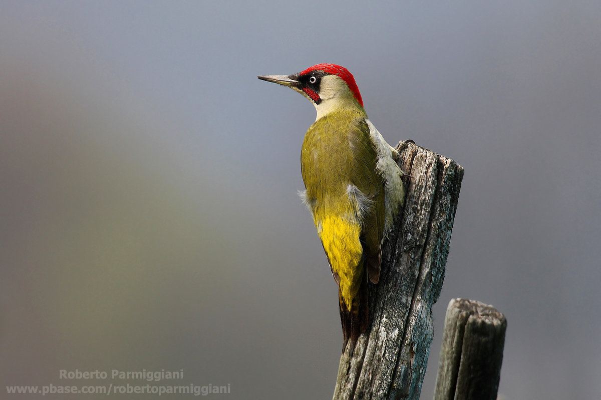 Green Woodpecker