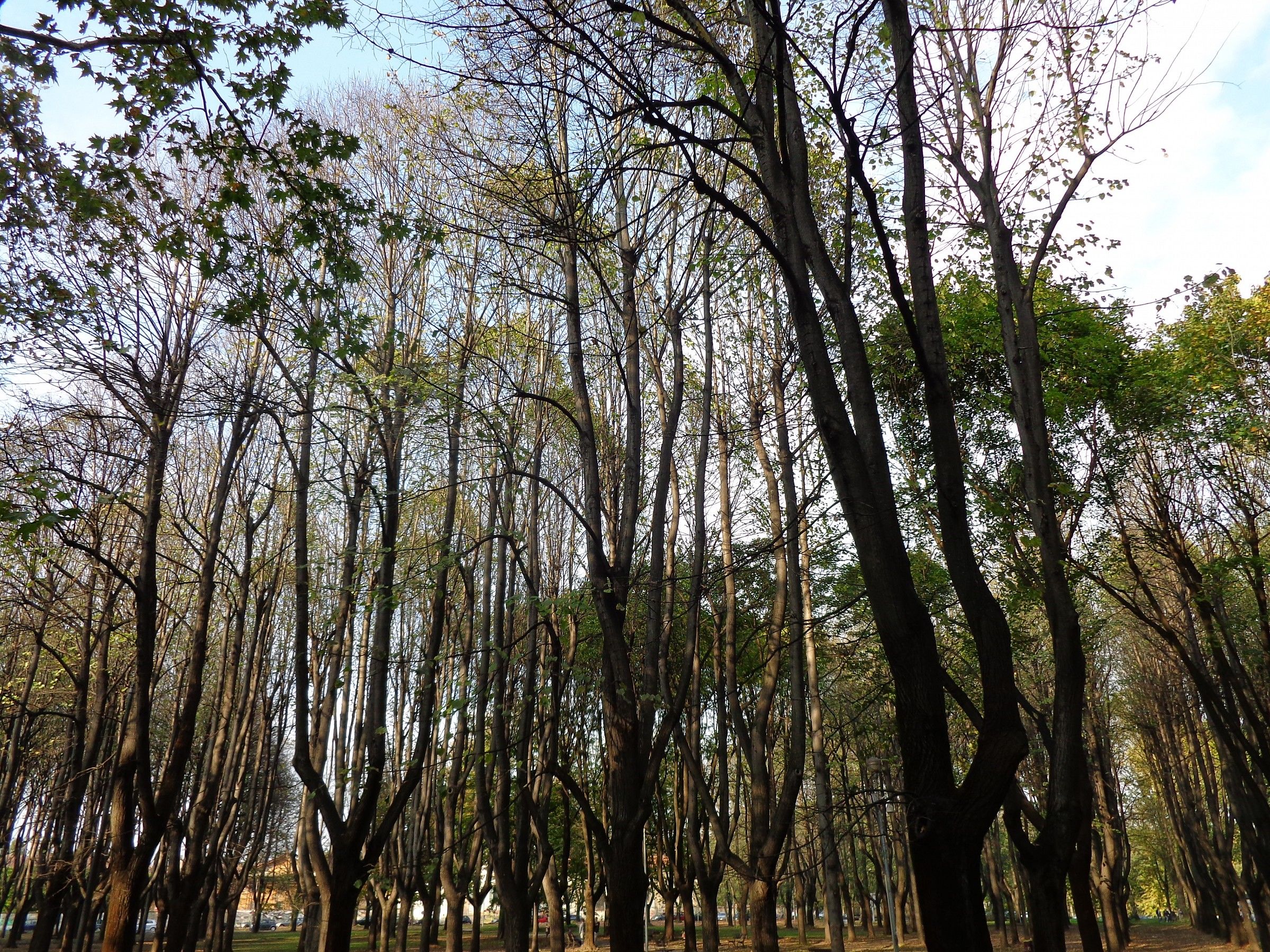 Muti e spogli, in attesa del riposo invernale
