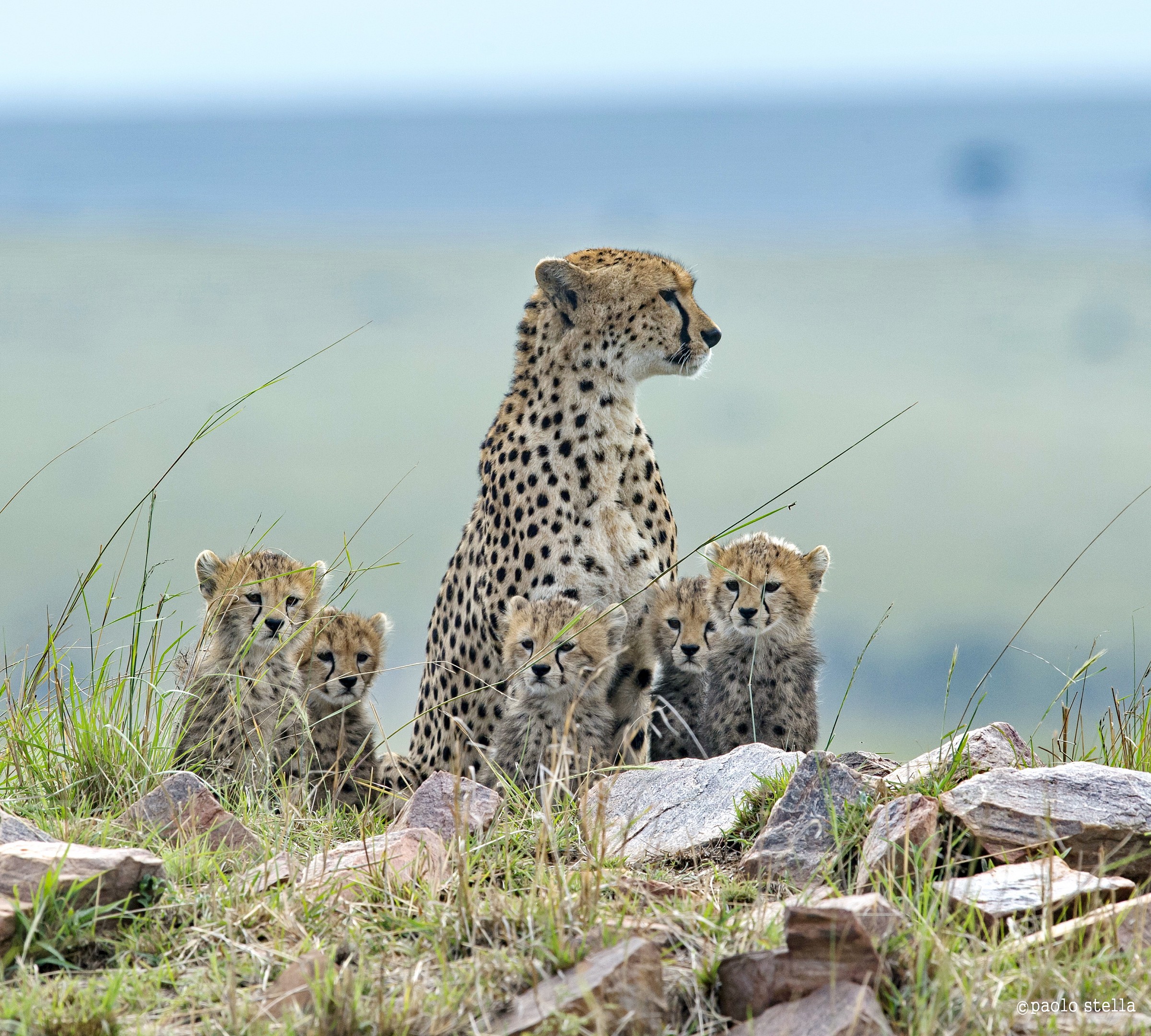 Gheparda and 5 ..... - 1