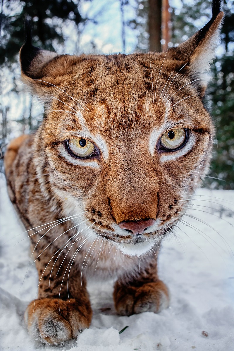 lince avanti