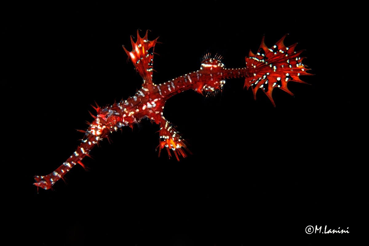 Pesce ago fantasma ar× (Solenostomus paradoxus)